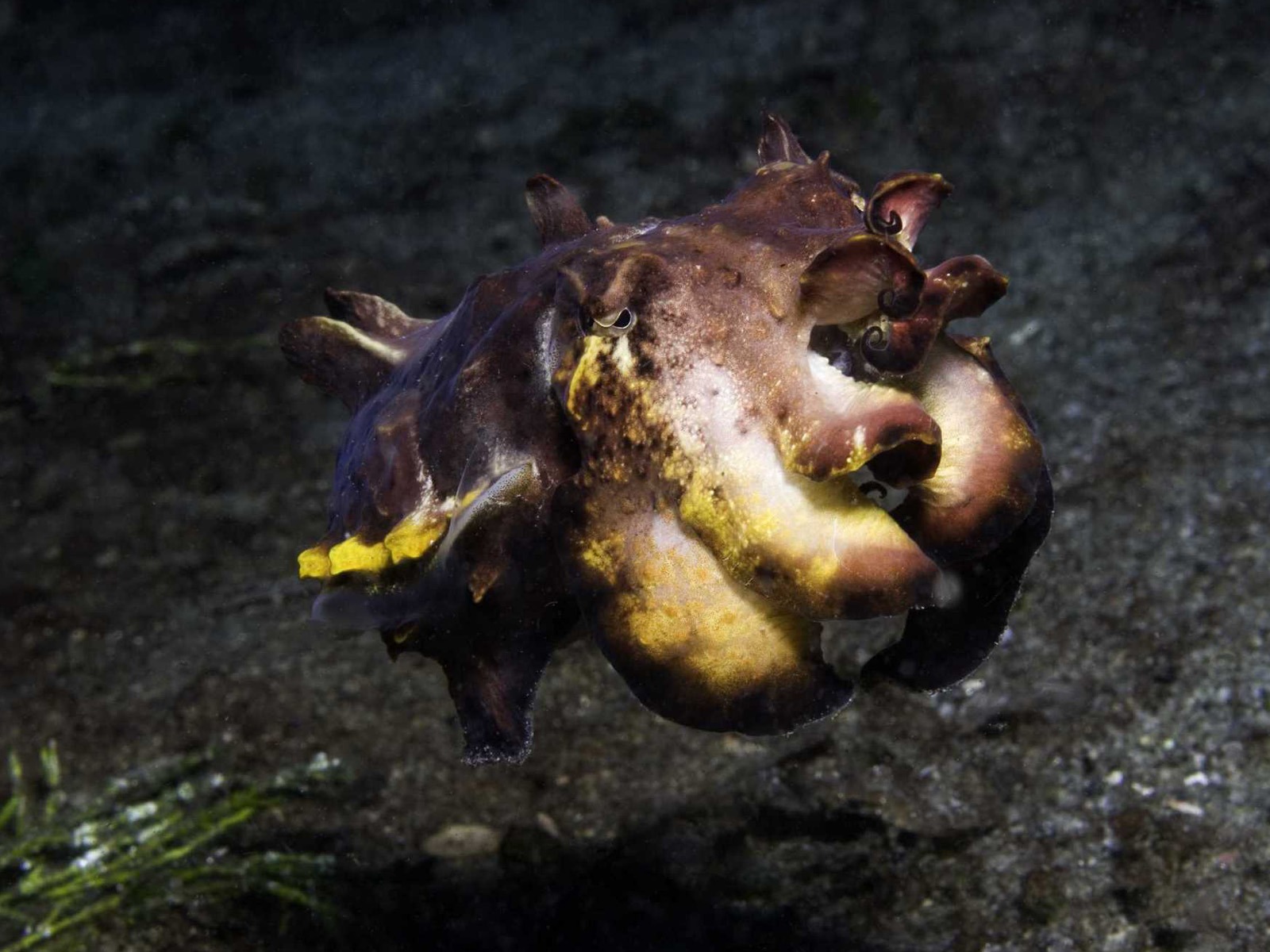 Under the Sea 3D 海底世界3D 高清壁紙 #10 - 1600x1200