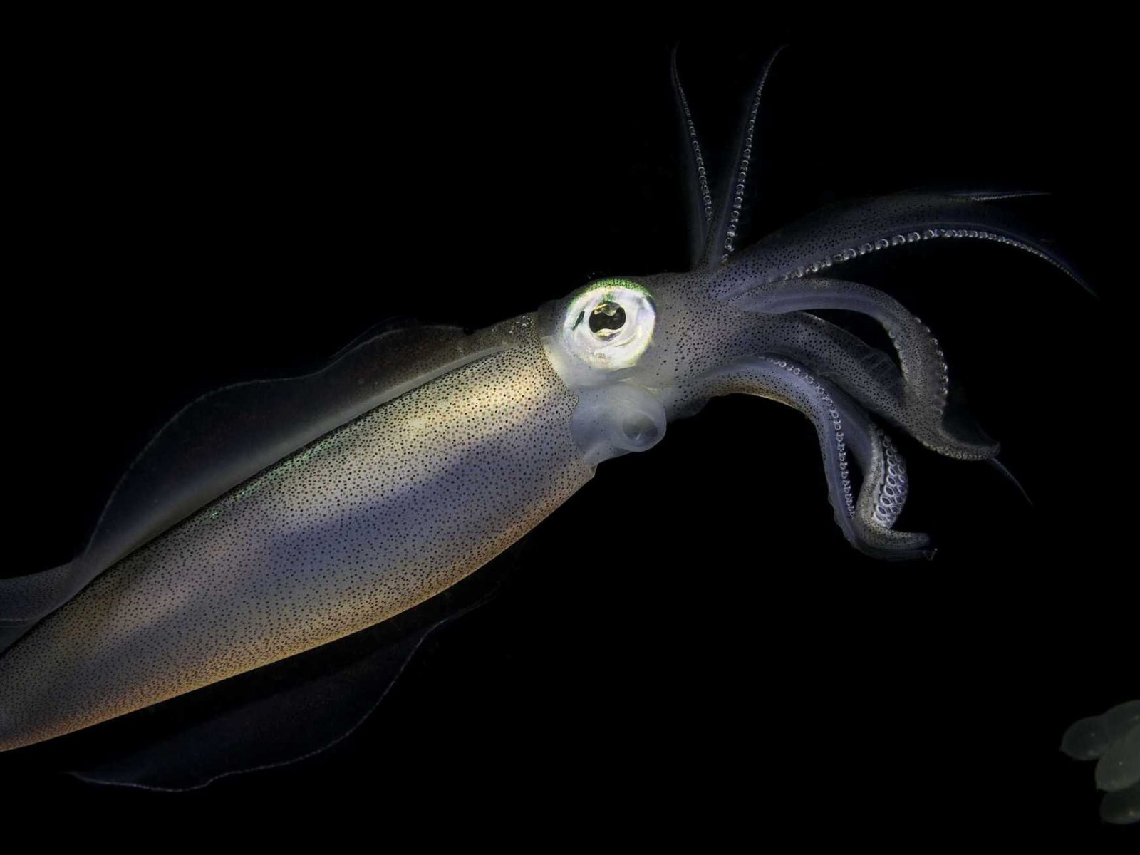 Under the Sea 3D 海底世界3D 高清壁紙 #11 - 1600x1200