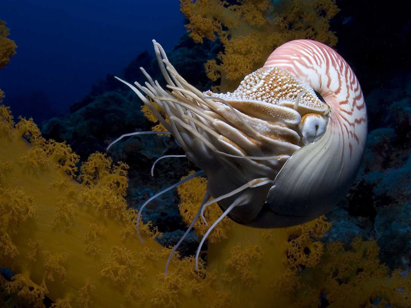 Under the Sea 3D 海底世界3D 高清壁紙 #23 - 1600x1200