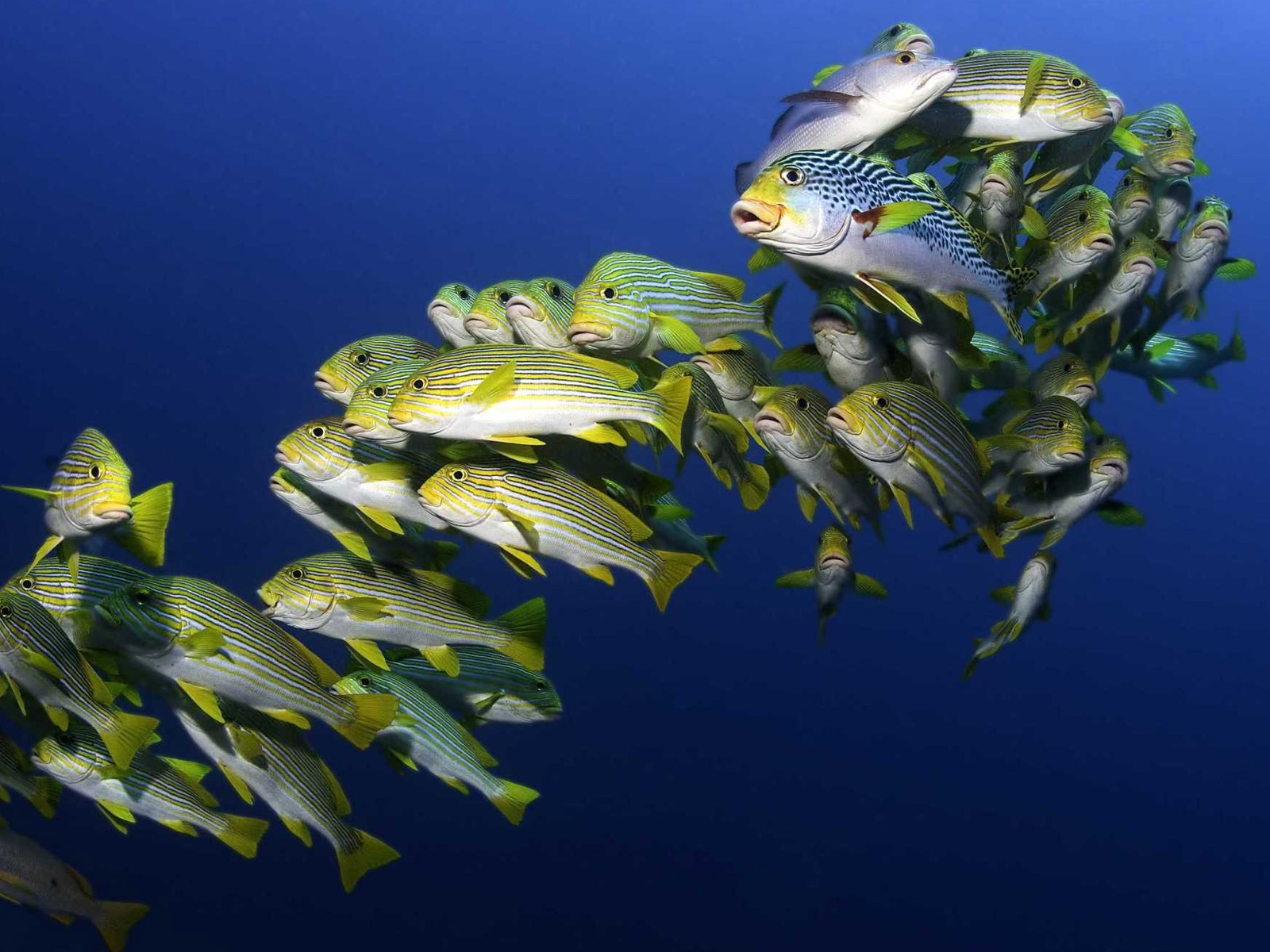 Under the Sea 3D 海底世界3D 高清壁紙 #25 - 1600x1200