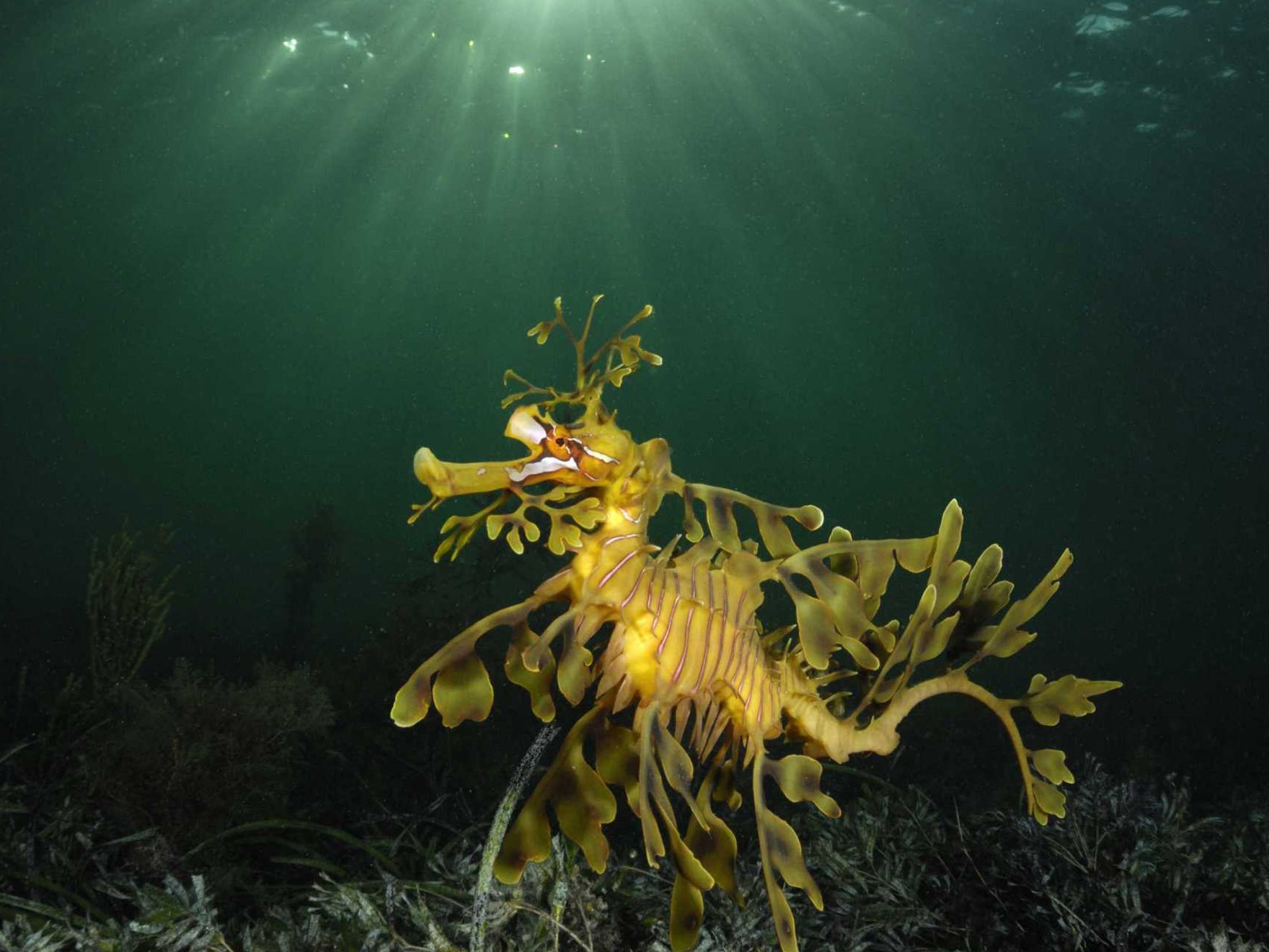 Under the Sea 3D 海底世界3D 高清壁紙 #34 - 1600x1200