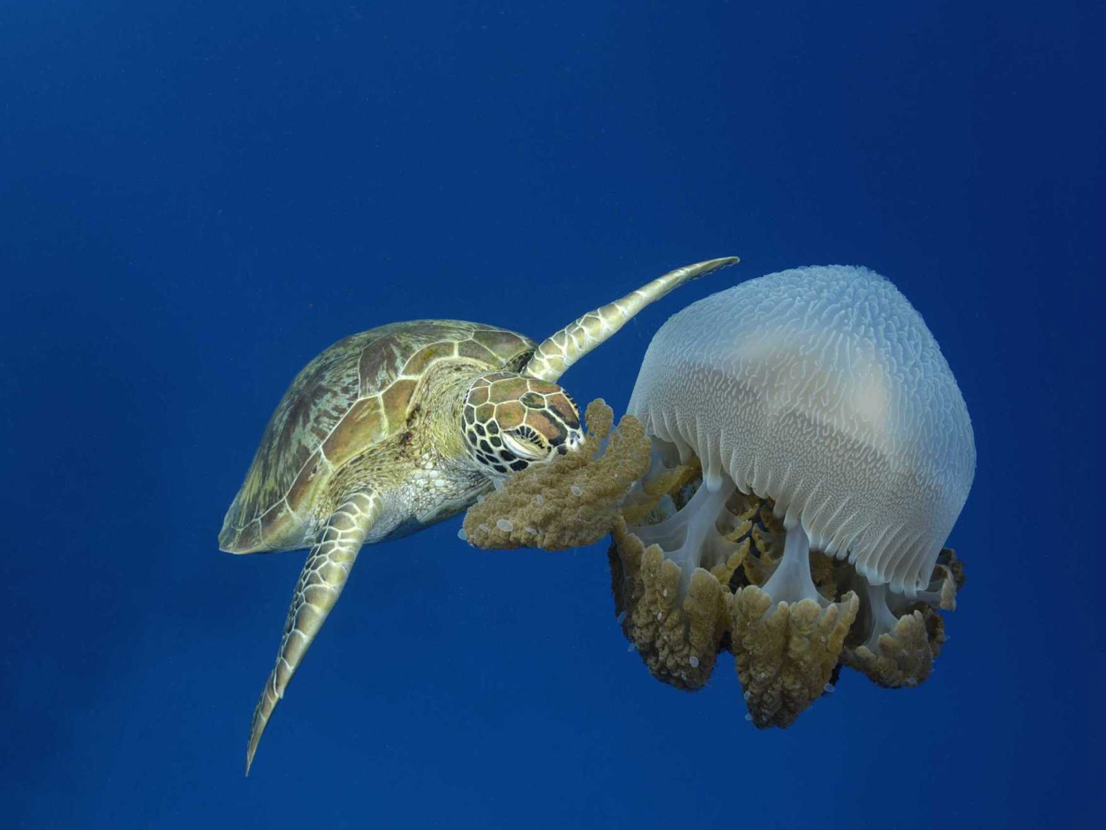 Under the Sea 3D 海底世界3D 高清壁紙 #40 - 1600x1200