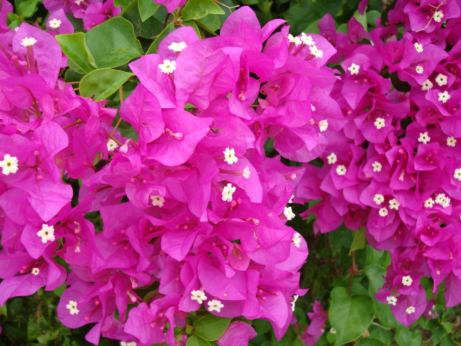 寬屏鮮花特寫 壁紙(19) #4 - 1600x1200