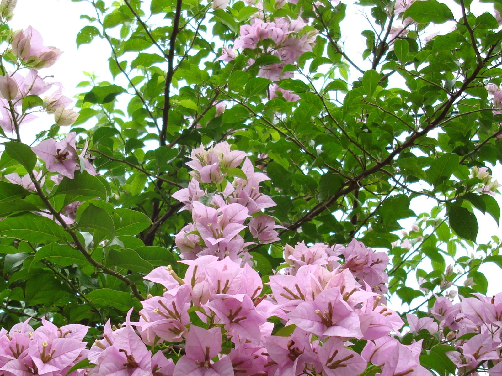 fleurs fond d'écran Widescreen close-up (19) #17 - 1600x1200