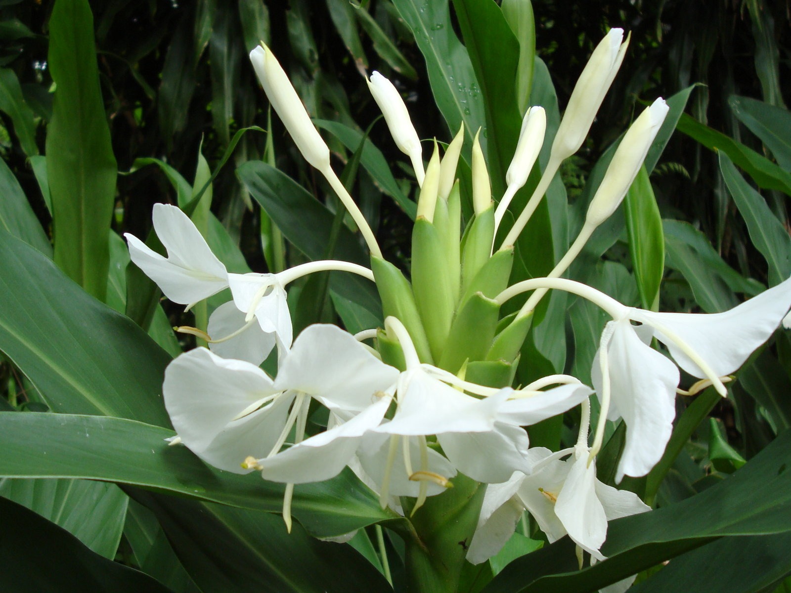 fleurs fond d'écran Widescreen close-up (19) #20 - 1600x1200