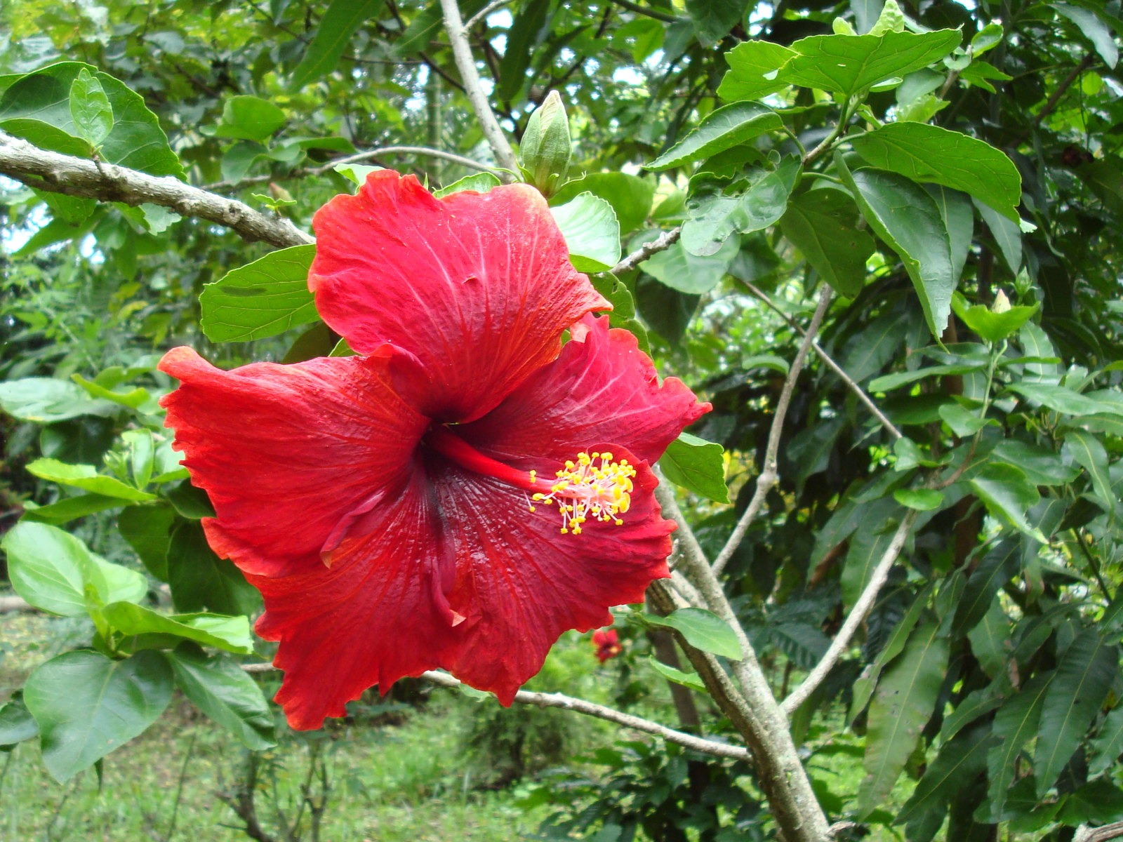 寬屏鮮花特寫 壁紙(20) #4 - 1600x1200