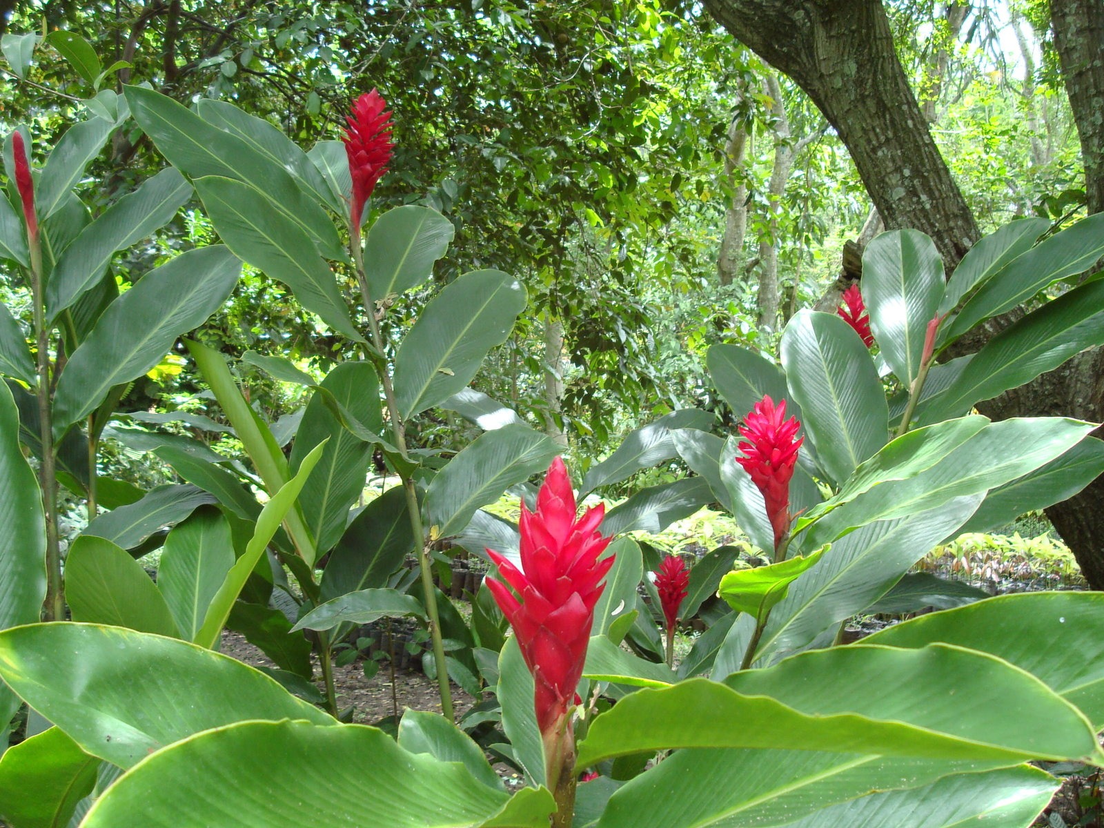 fondos de escritorio de flores con pantalla ancha de cerca (20) #5 - 1600x1200