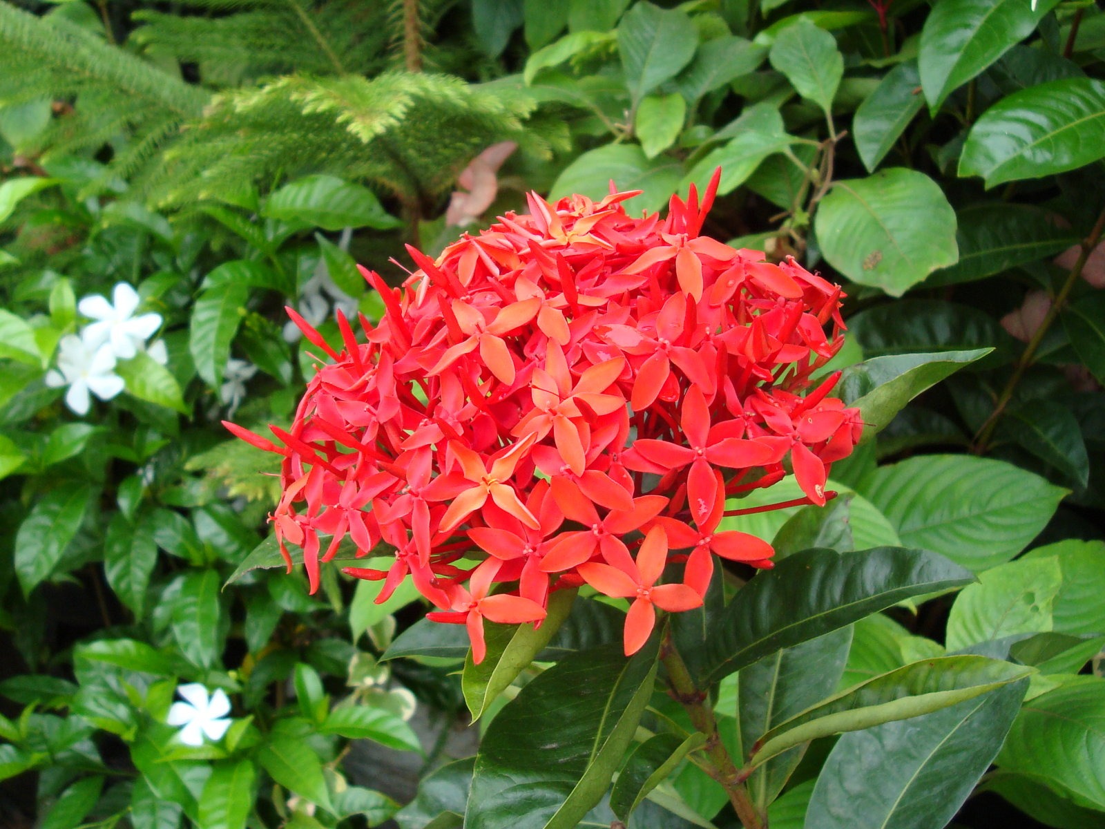 寬屏鮮花特寫 壁紙(20) #16 - 1600x1200