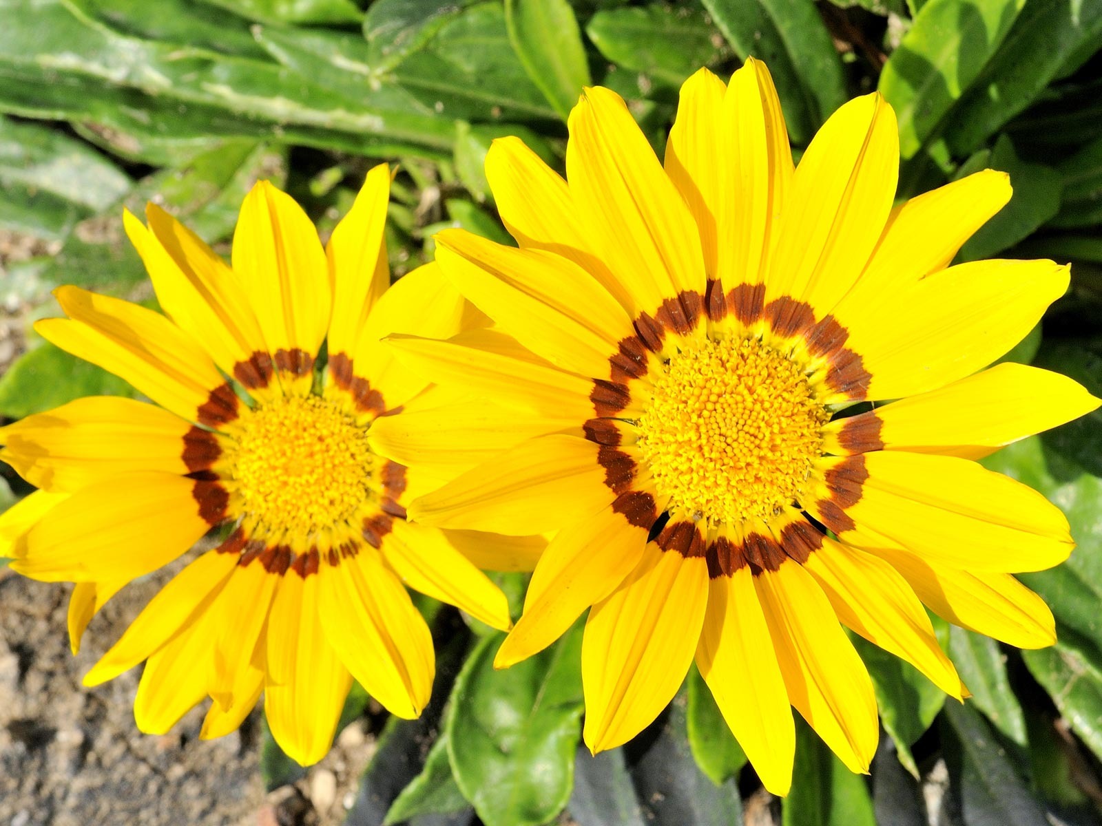 寬屏鮮花特寫 壁紙(21) #4 - 1600x1200