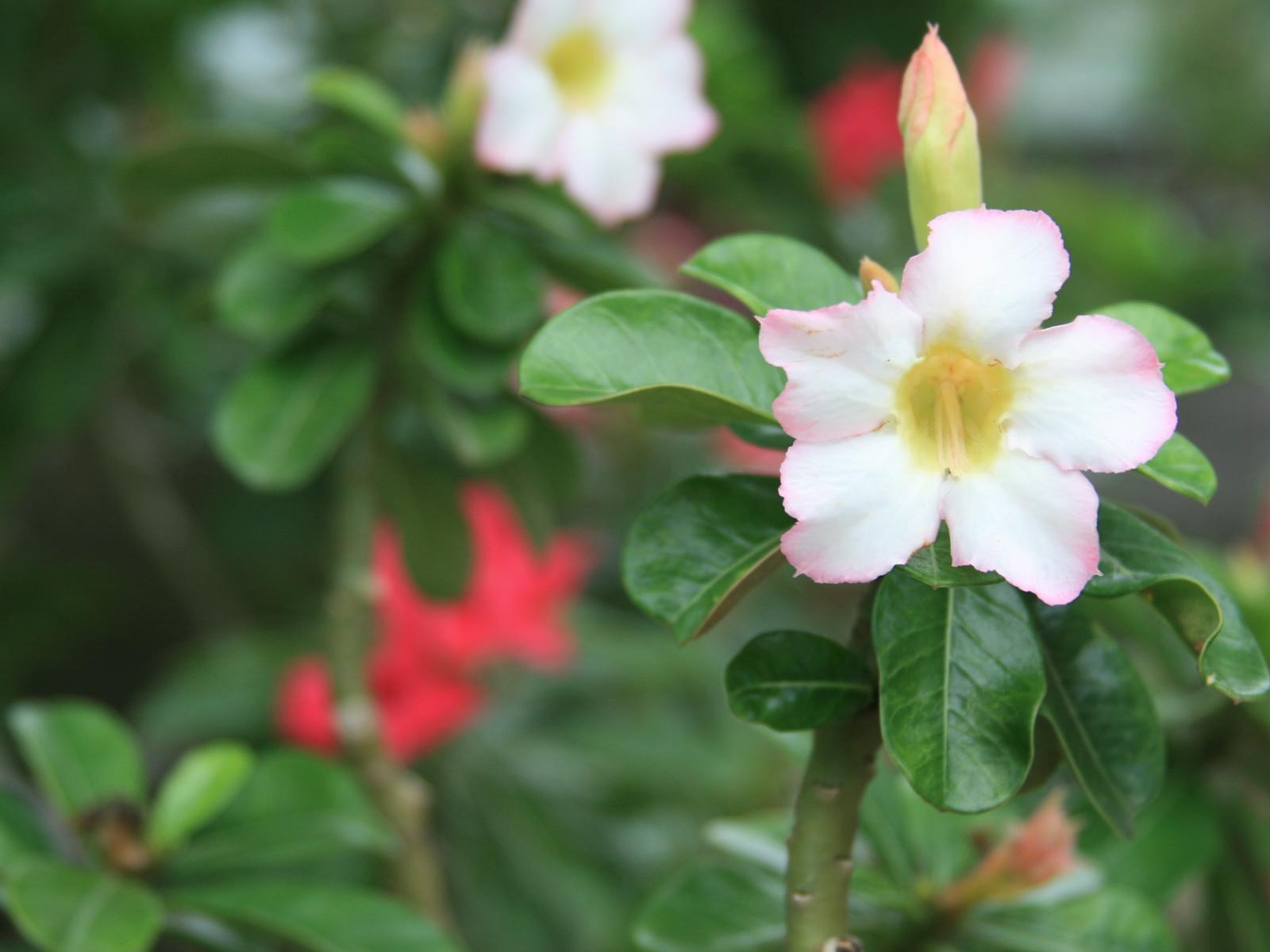 寬屏鮮花特寫 壁紙(21) #5 - 1600x1200