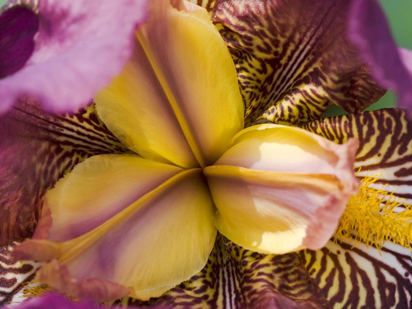 Widescreen wallpaper flowers close-up (21) #9 - 1600x1200