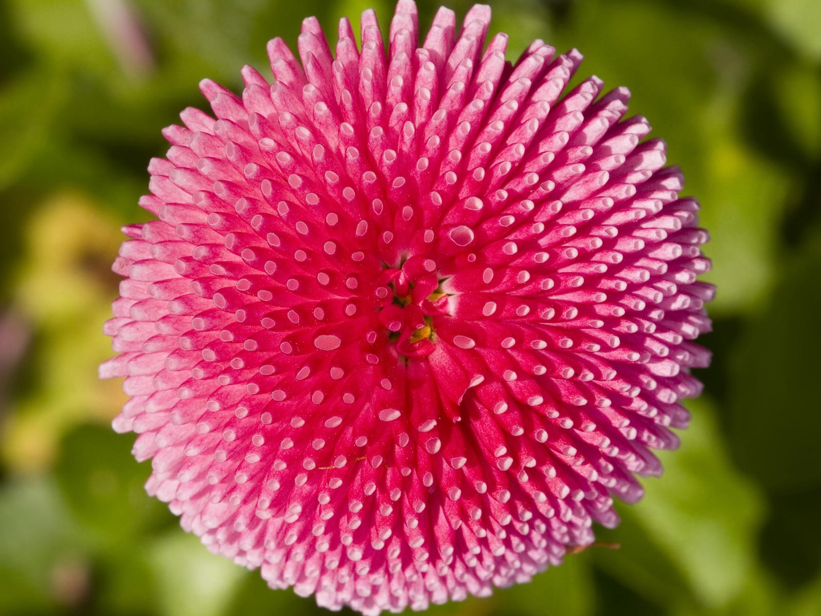 宽屏鲜花特写 壁纸(21)16 - 1600x1200