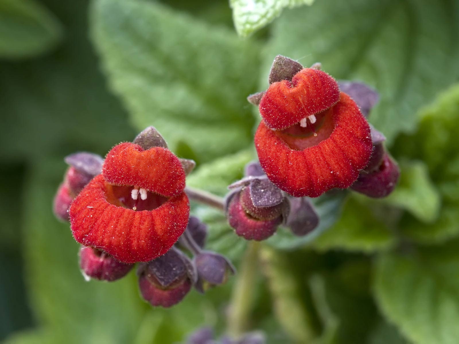 寬屏鮮花特寫 壁紙(21) #20 - 1600x1200