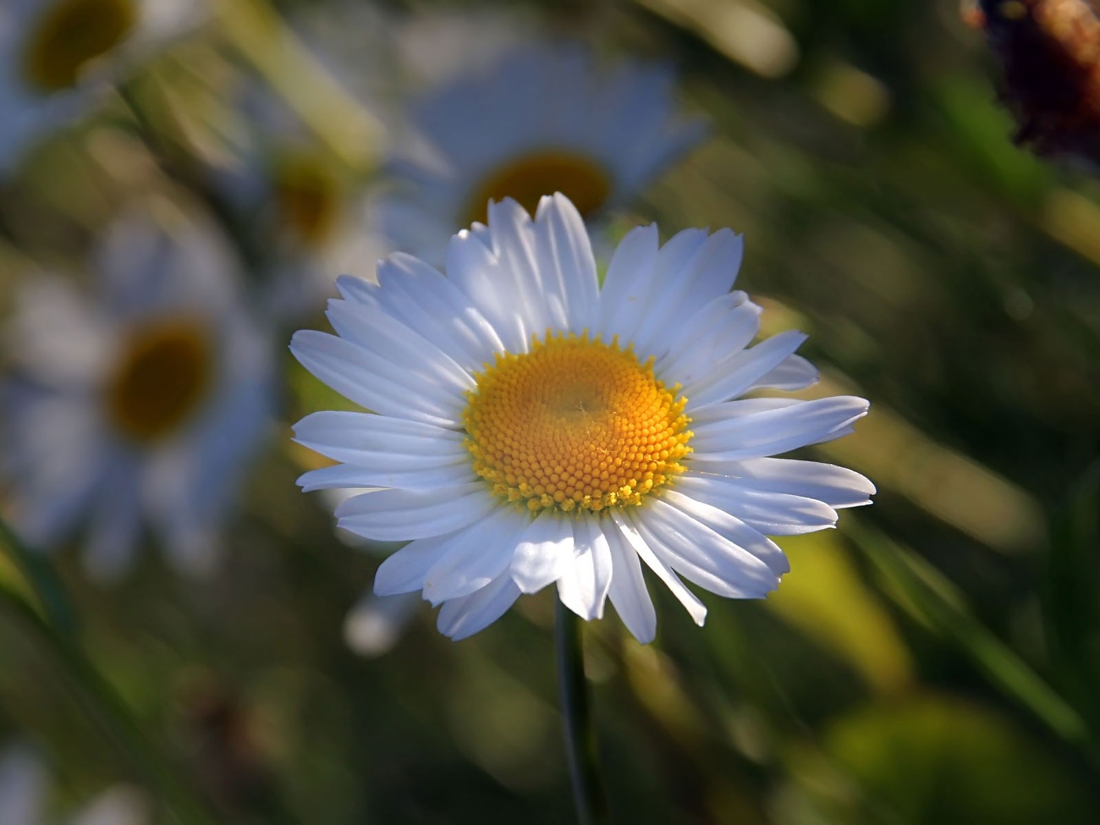 Widescreen-Wallpaper Blumen close-up (22) #9 - 1600x1200