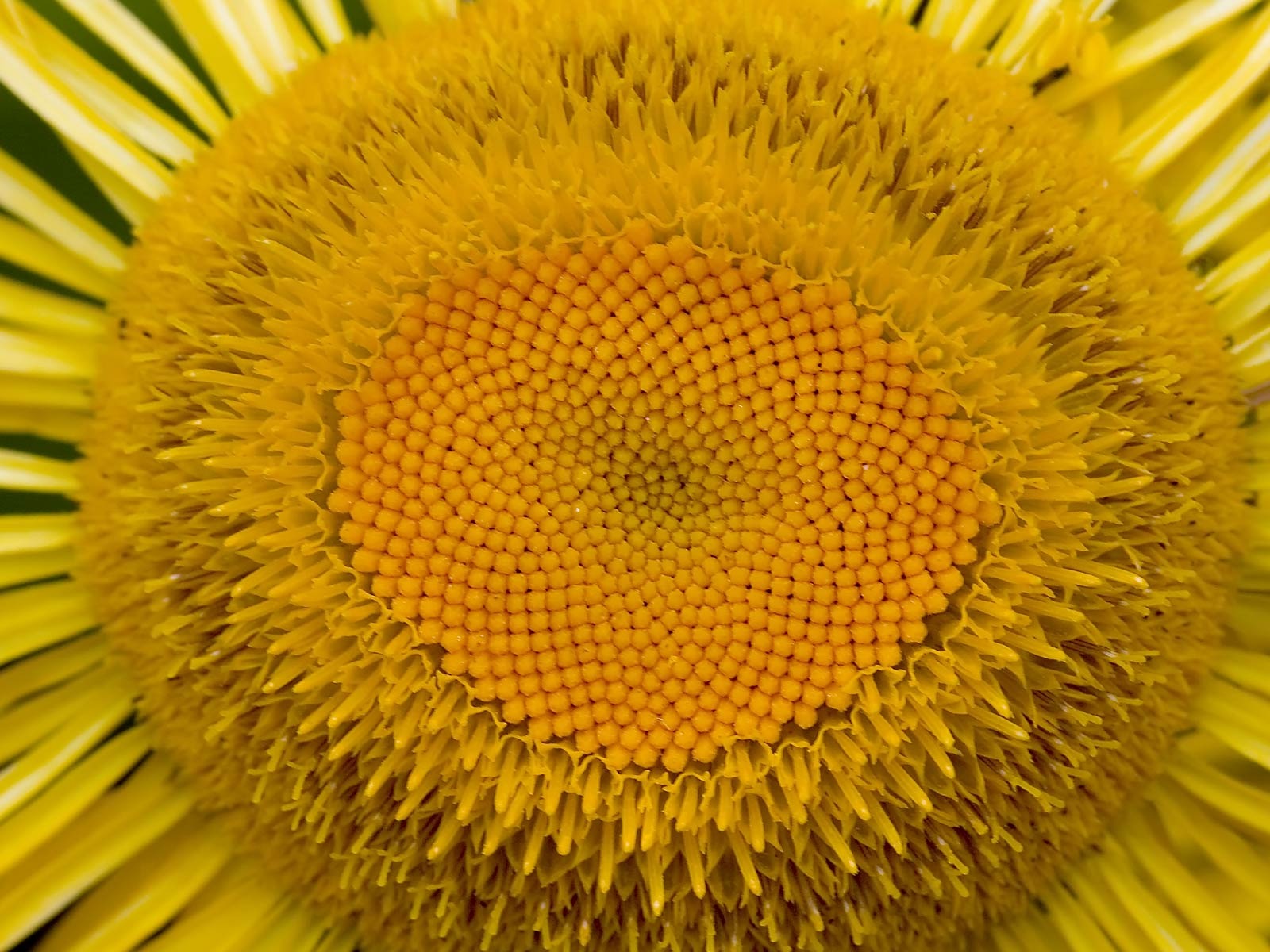 寬屏鮮花特寫 壁紙(22) #13 - 1600x1200
