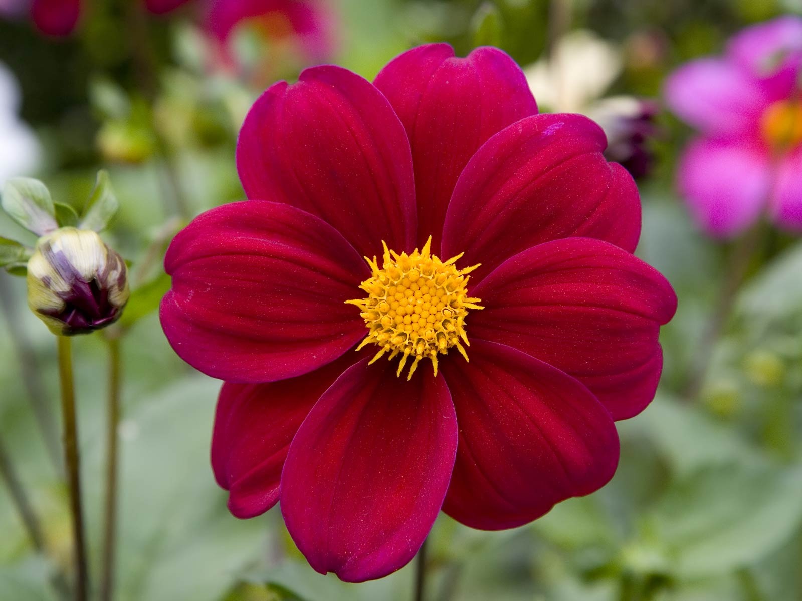 寬屏鮮花特寫 壁紙(22) #20 - 1600x1200