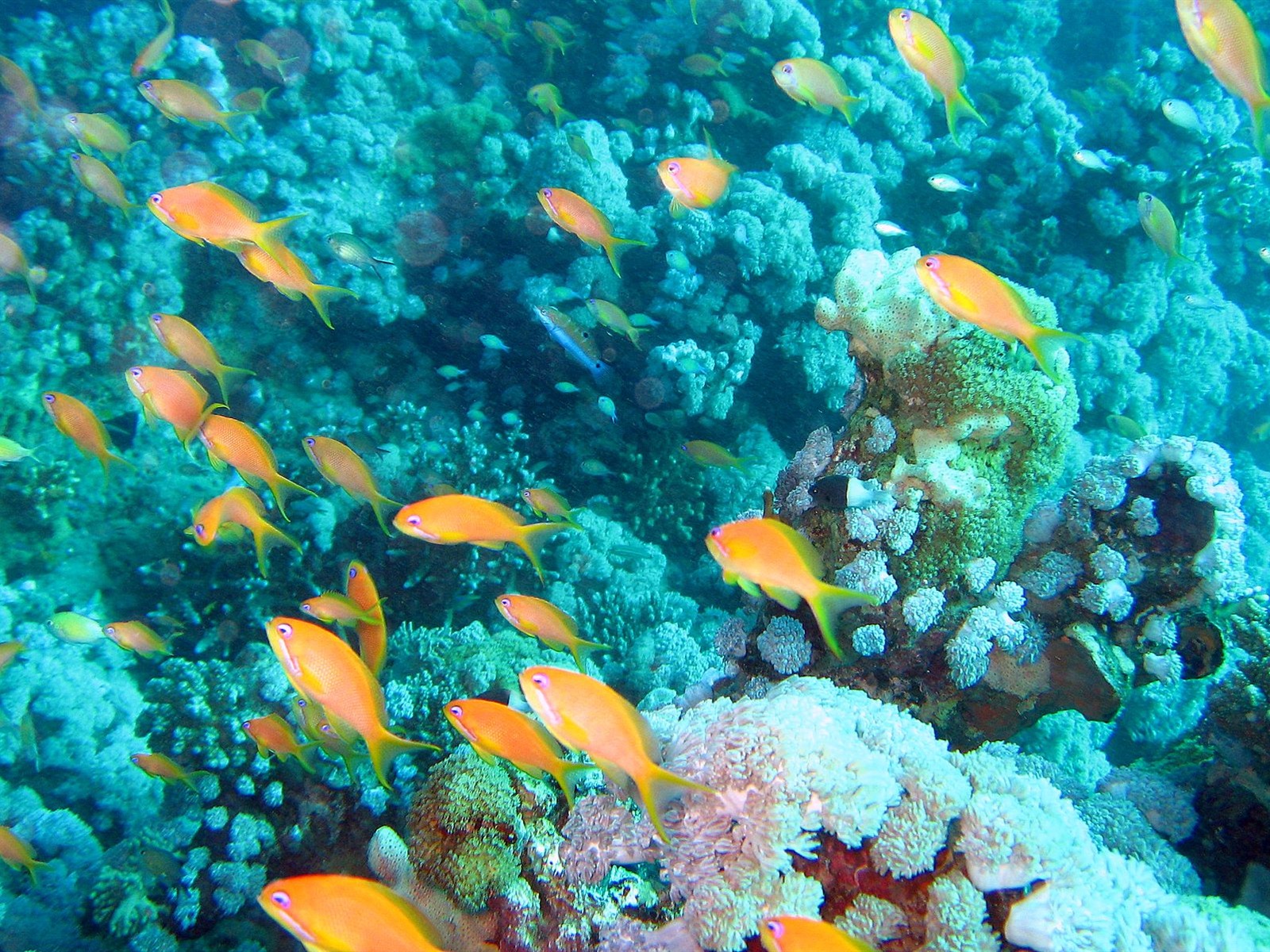 Fun Underwater World (4) #1 - 1600x1200
