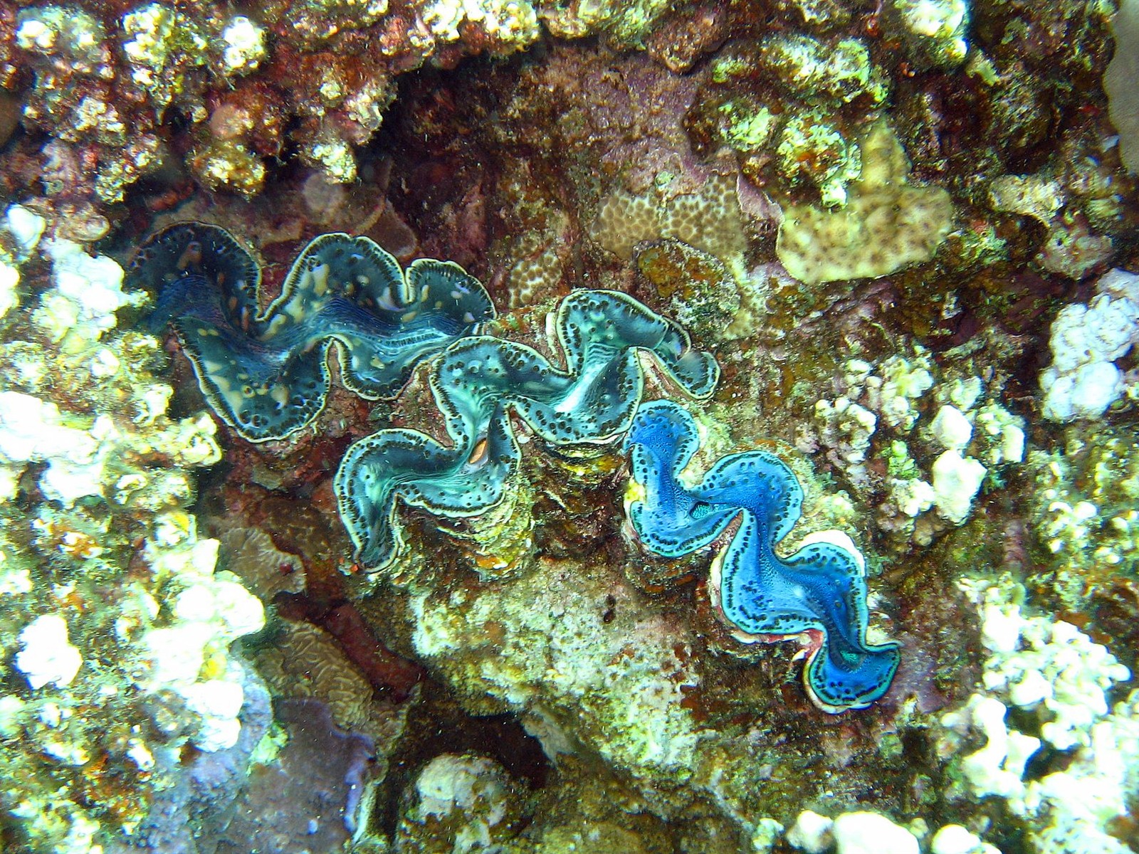 Fun Underwater World (4) #2 - 1600x1200