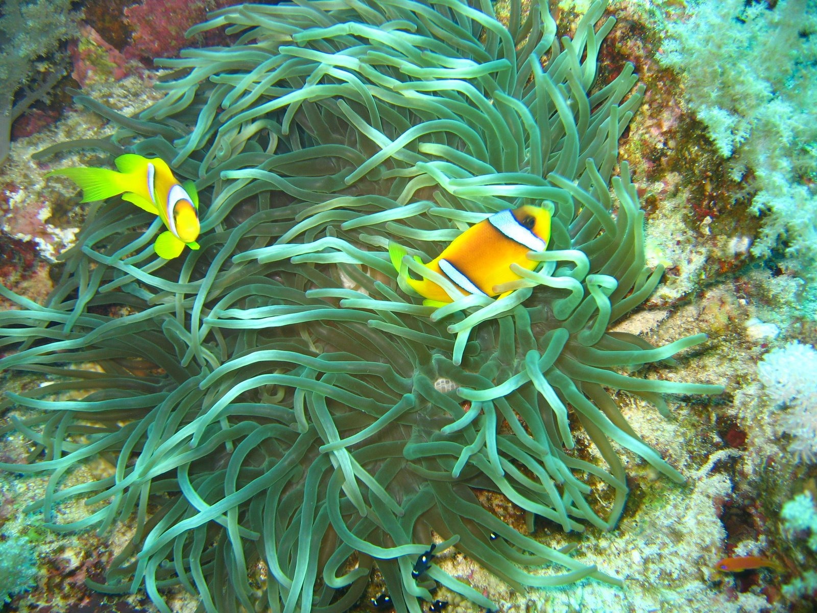 Fun Underwater World (4) #11 - 1600x1200