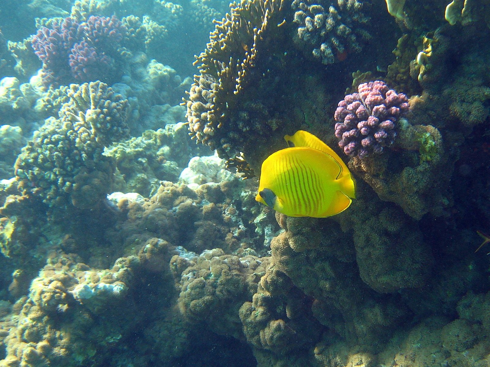 繽紛海底世界(四) #25 - 1600x1200