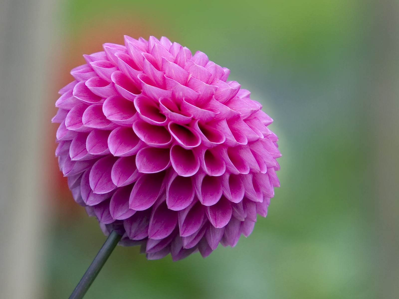 寬屏鮮花特寫 壁紙(23) #4 - 1600x1200