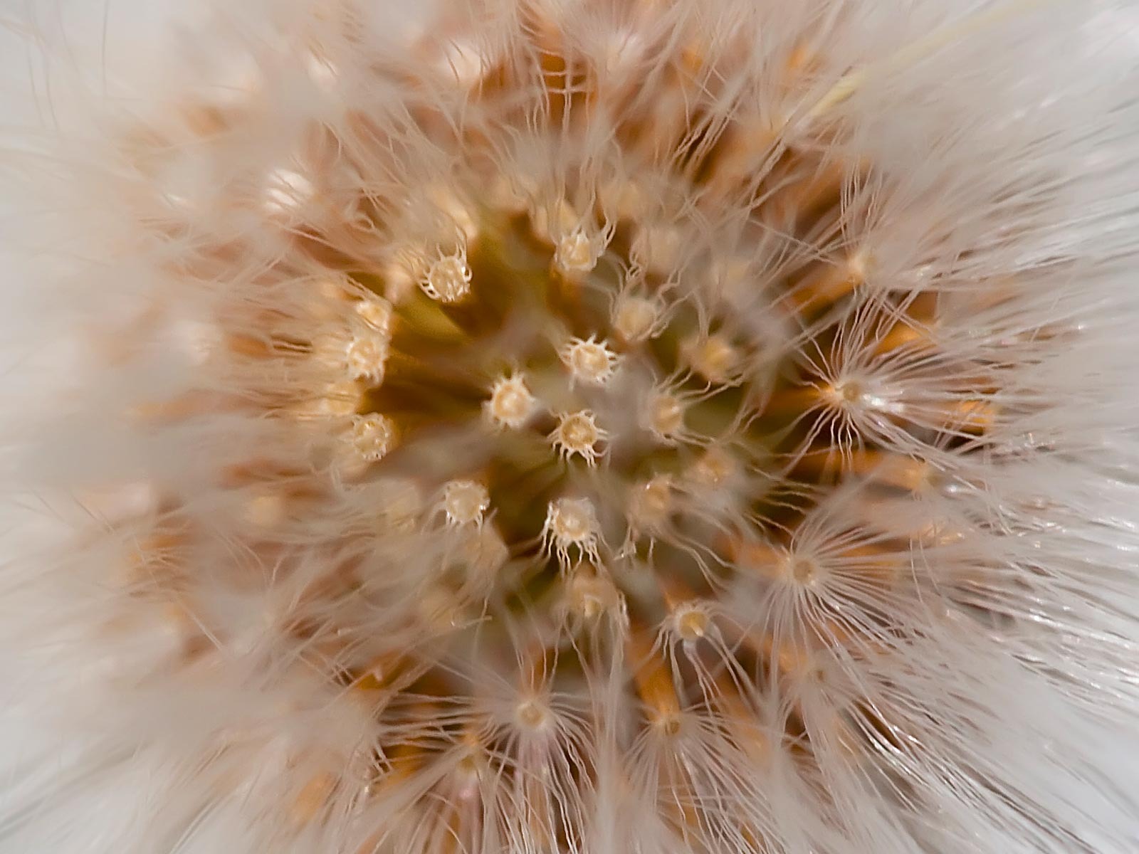 寬屏鮮花特寫 壁紙(23) #8 - 1600x1200