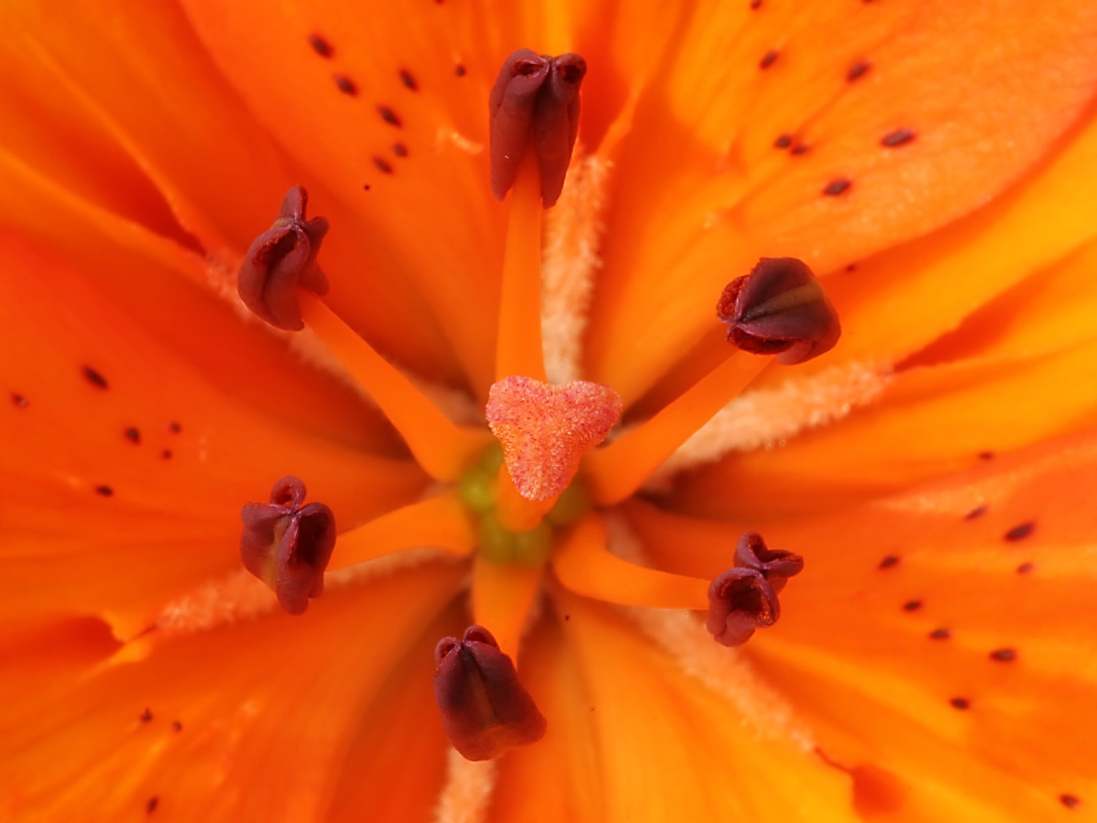 寬屏鮮花特寫 壁紙(23) #17 - 1600x1200