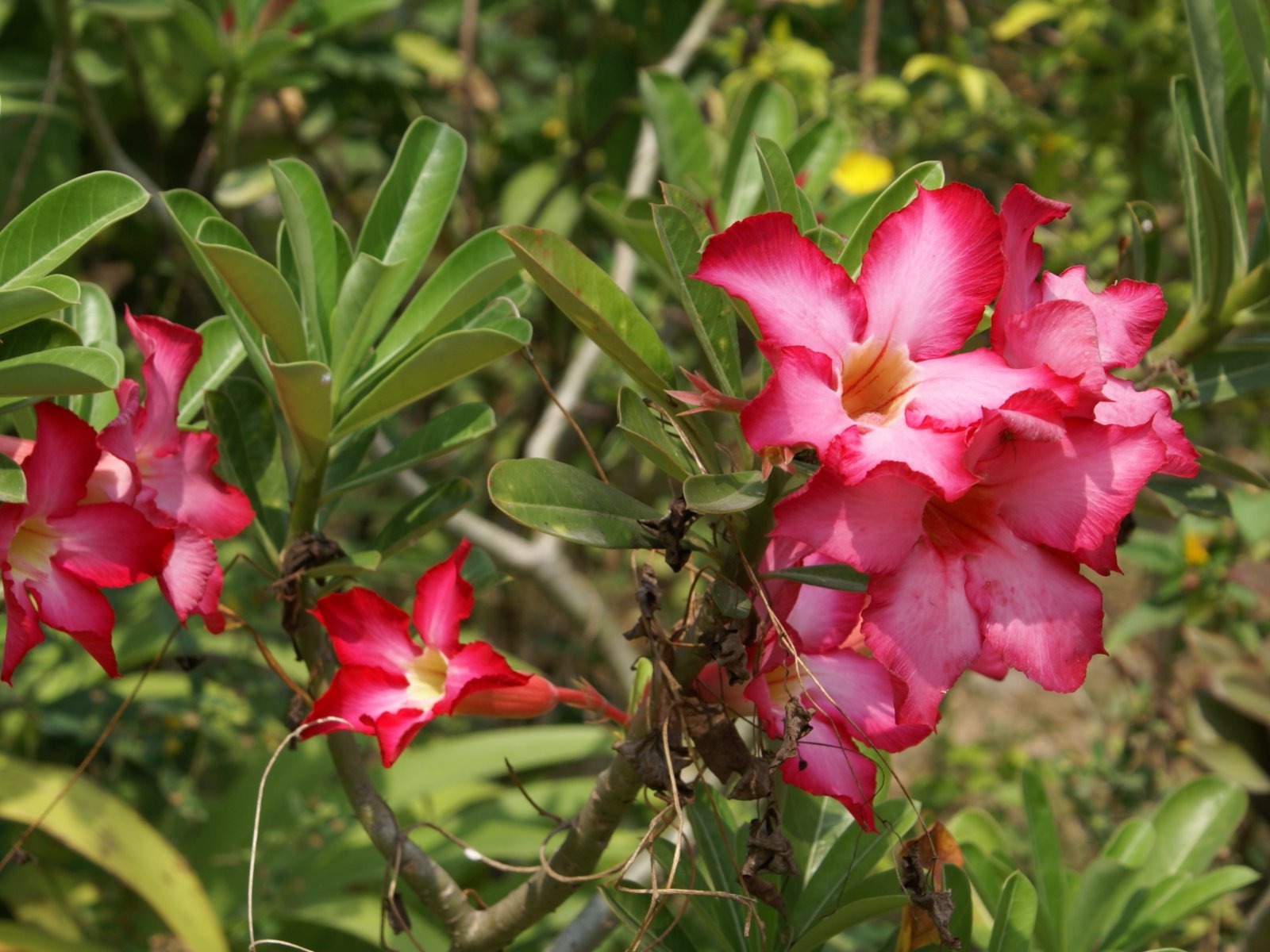 寬屏鮮花特寫 壁紙(24) #2 - 1600x1200