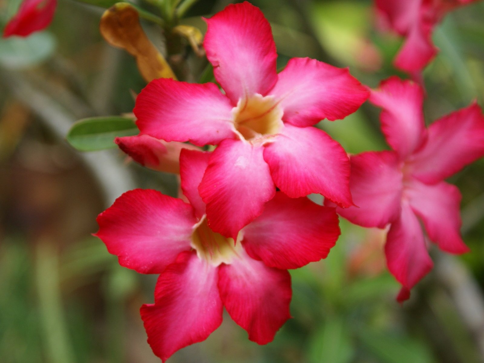 寬屏鮮花特寫 壁紙(24) #3 - 1600x1200
