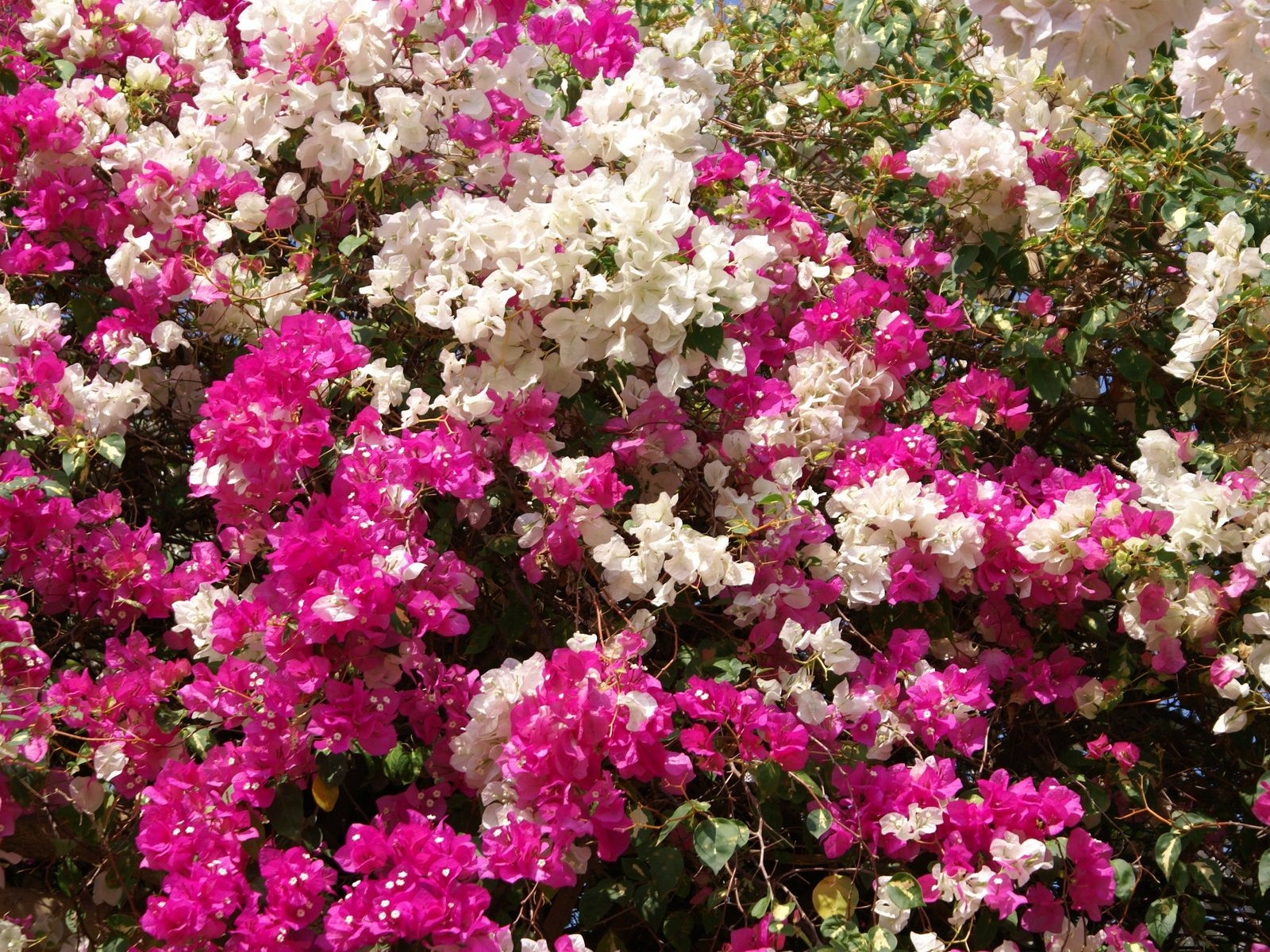 寬屏鮮花特寫 壁紙(24) #5 - 1600x1200