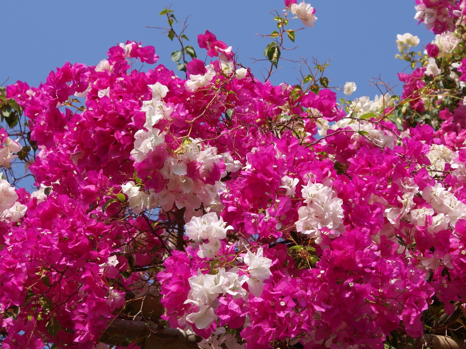 宽屏鲜花特写 壁纸(24)6 - 1600x1200