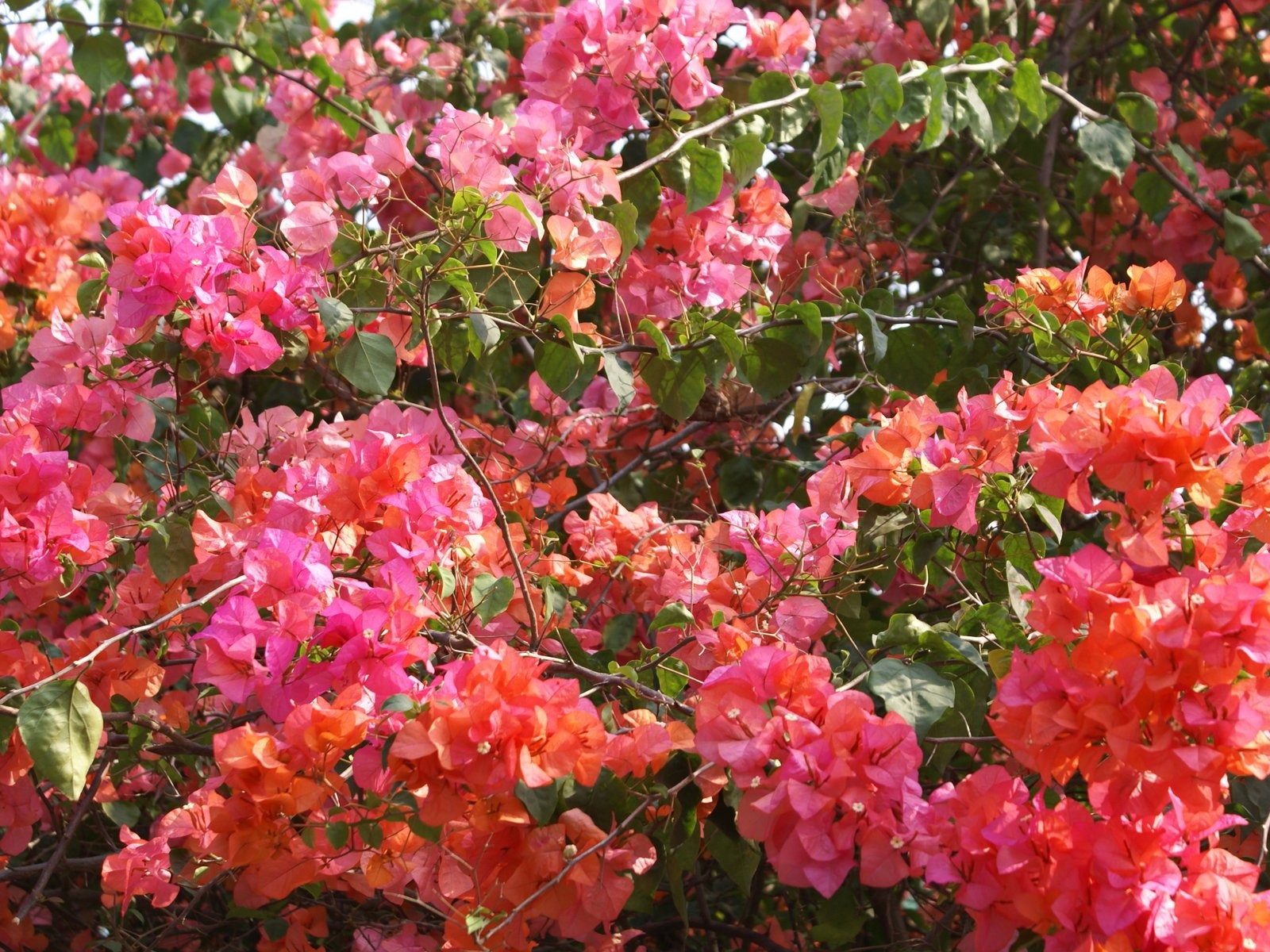 fleurs fond d'écran Widescreen close-up (24) #14 - 1600x1200