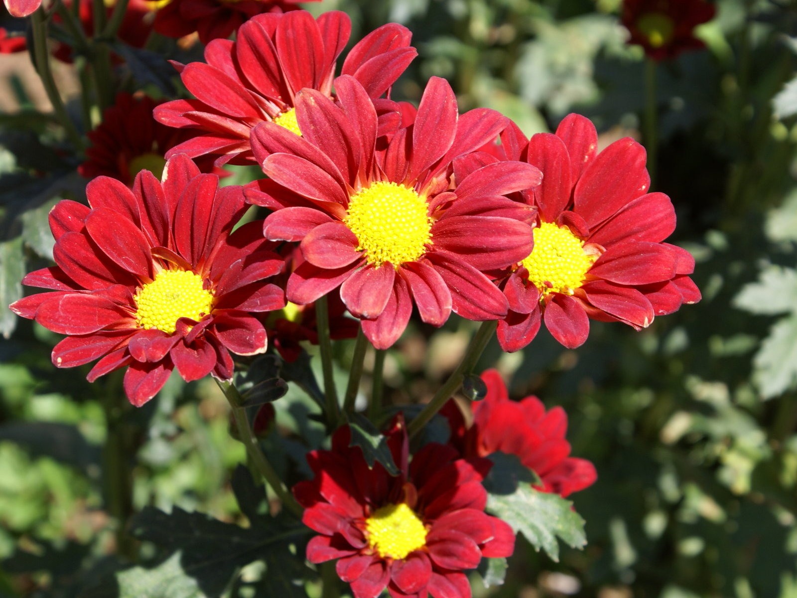 宽屏鲜花特写 壁纸(25)4 - 1600x1200