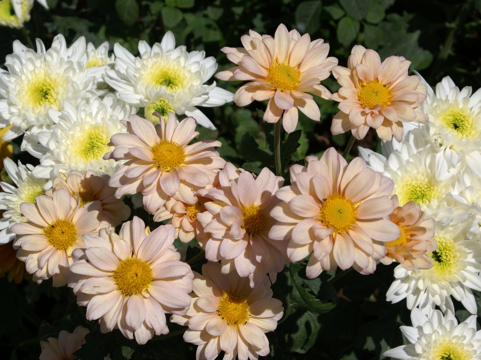 fleurs fond d'écran Widescreen close-up (25) #5 - 1600x1200