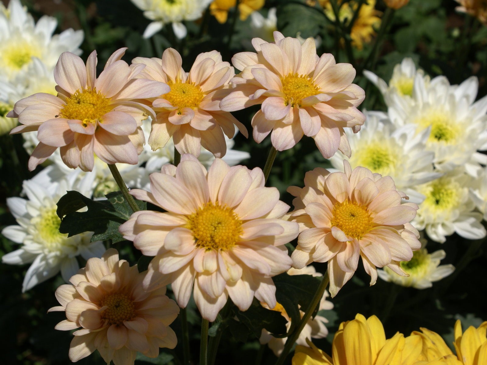 ワイドスクリーンの壁紙の花に近い(25)を開く #6 - 1600x1200