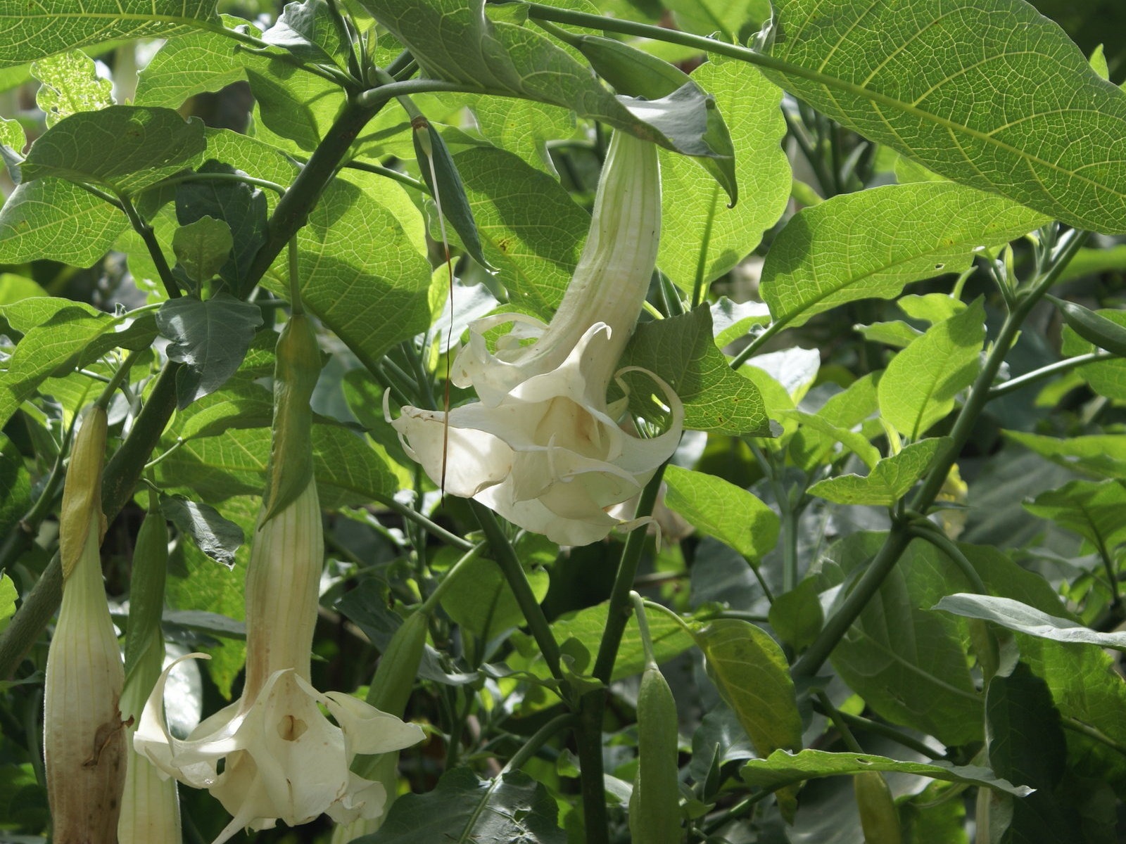 寬屏鮮花特寫 壁紙(26) #3 - 1600x1200