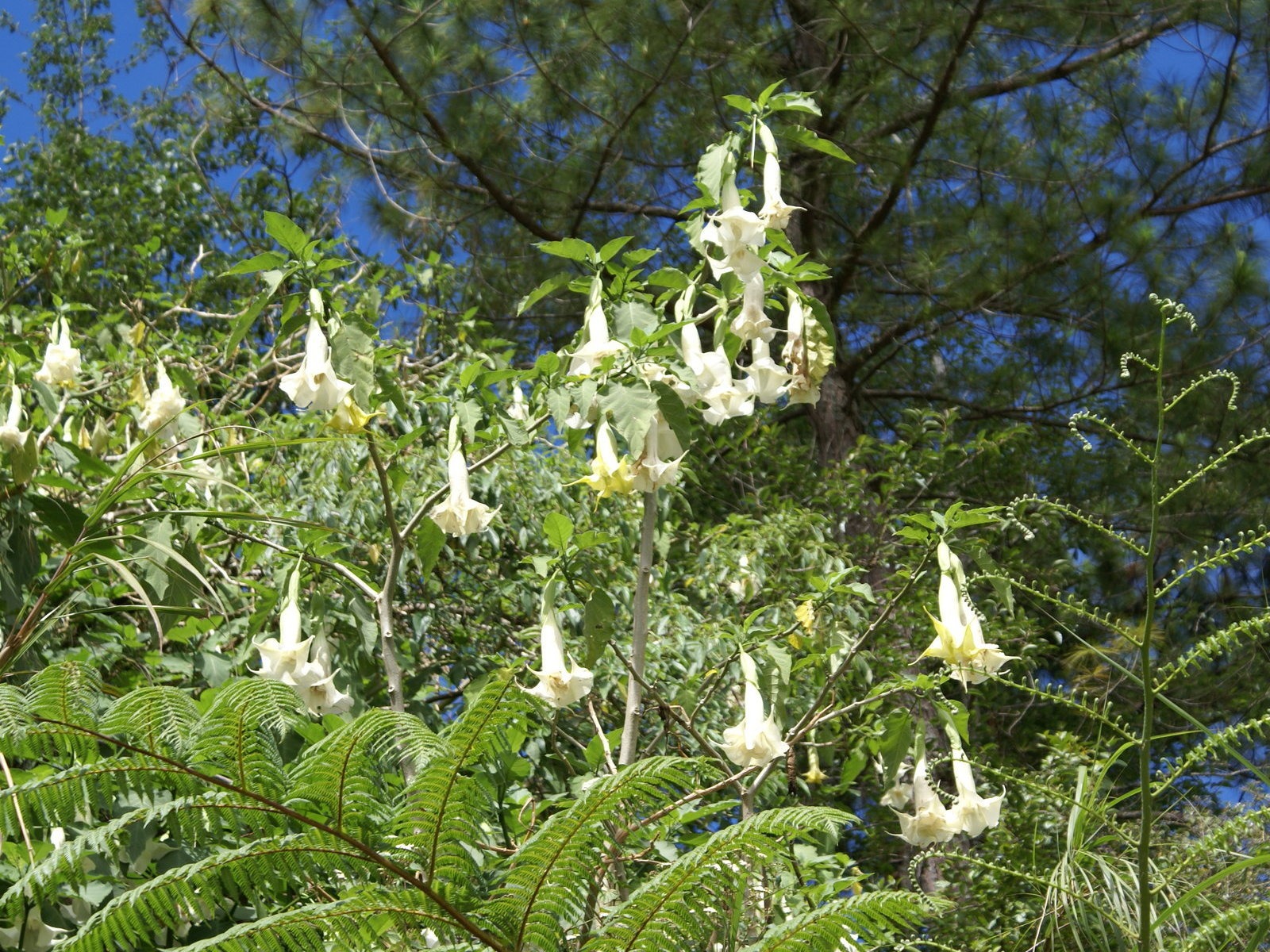 寬屏鮮花特寫 壁紙(26) #4 - 1600x1200