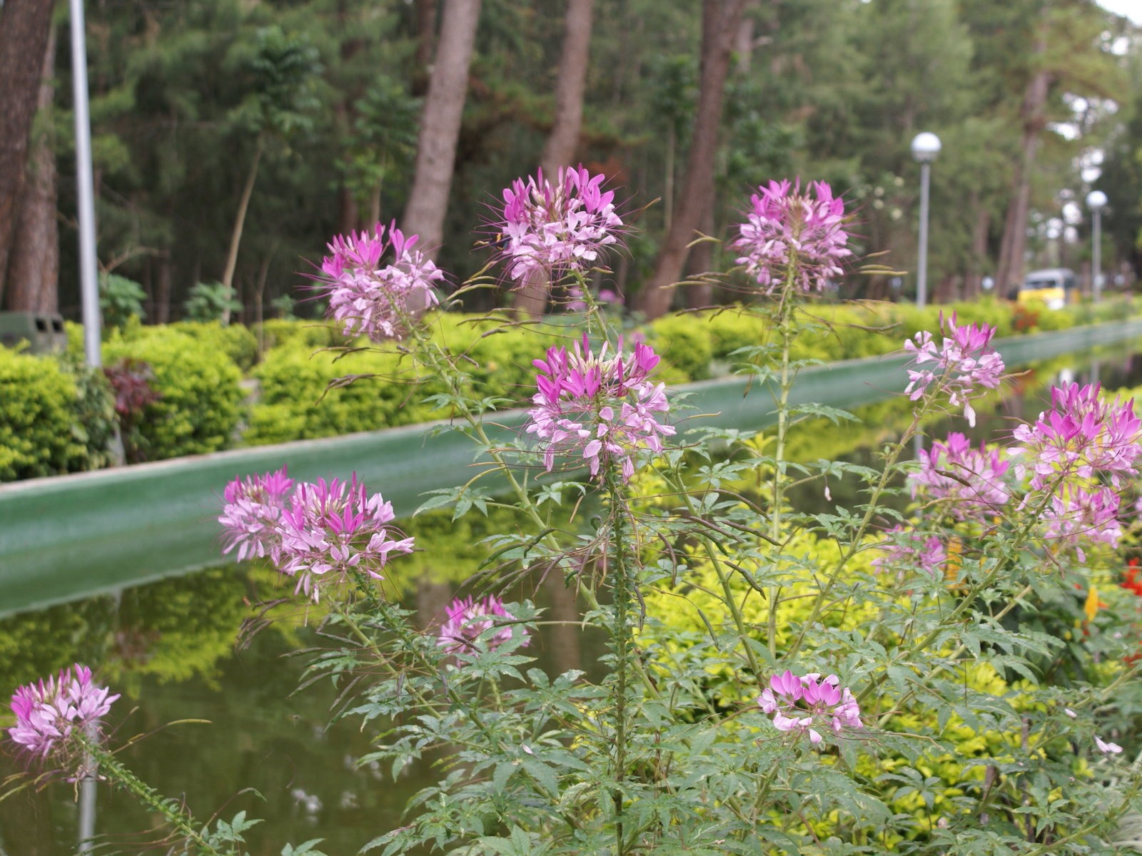 寬屏鮮花特寫 壁紙(26) #6 - 1600x1200
