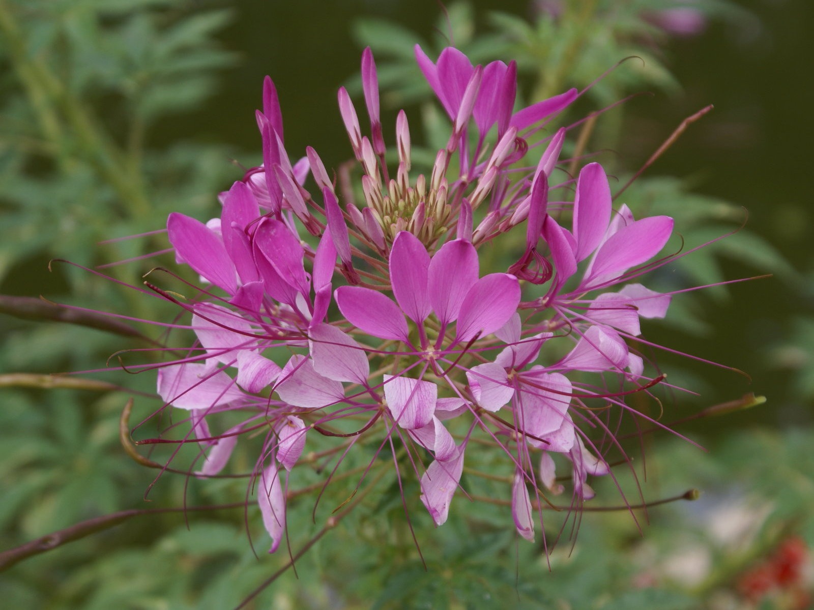 寬屏鮮花特寫 壁紙(26) #7 - 1600x1200