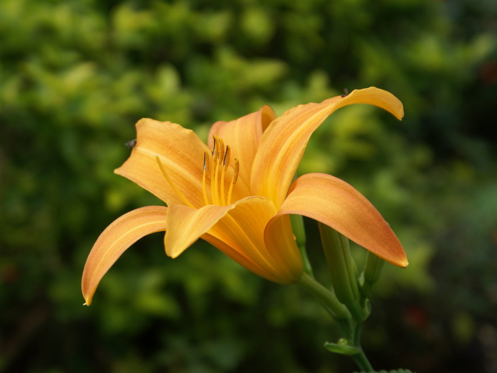 寬屏鮮花特寫 壁紙(26) #10 - 1600x1200