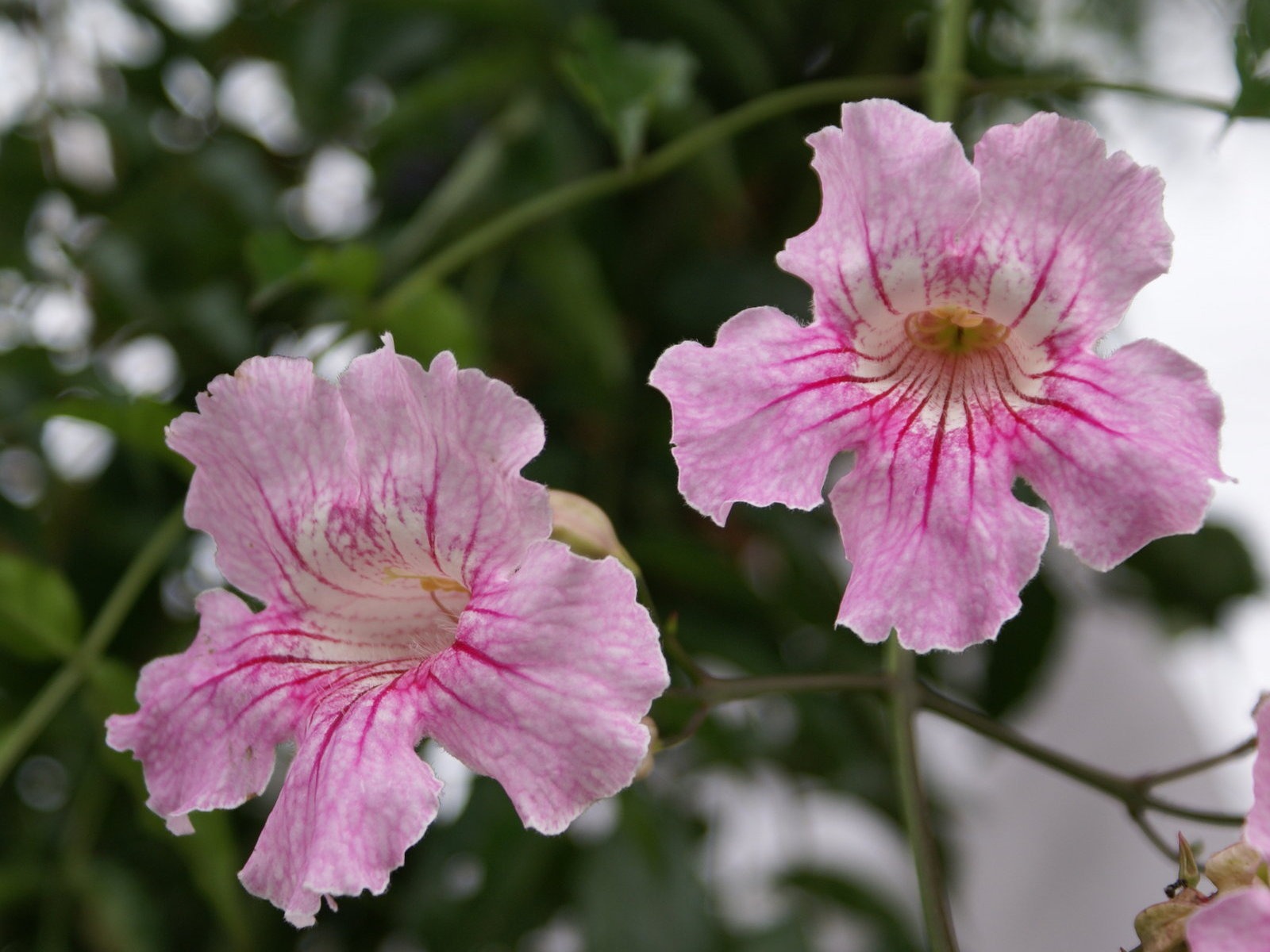 ワイドスクリーンの壁紙の花に近い(26)を開く #16 - 1600x1200