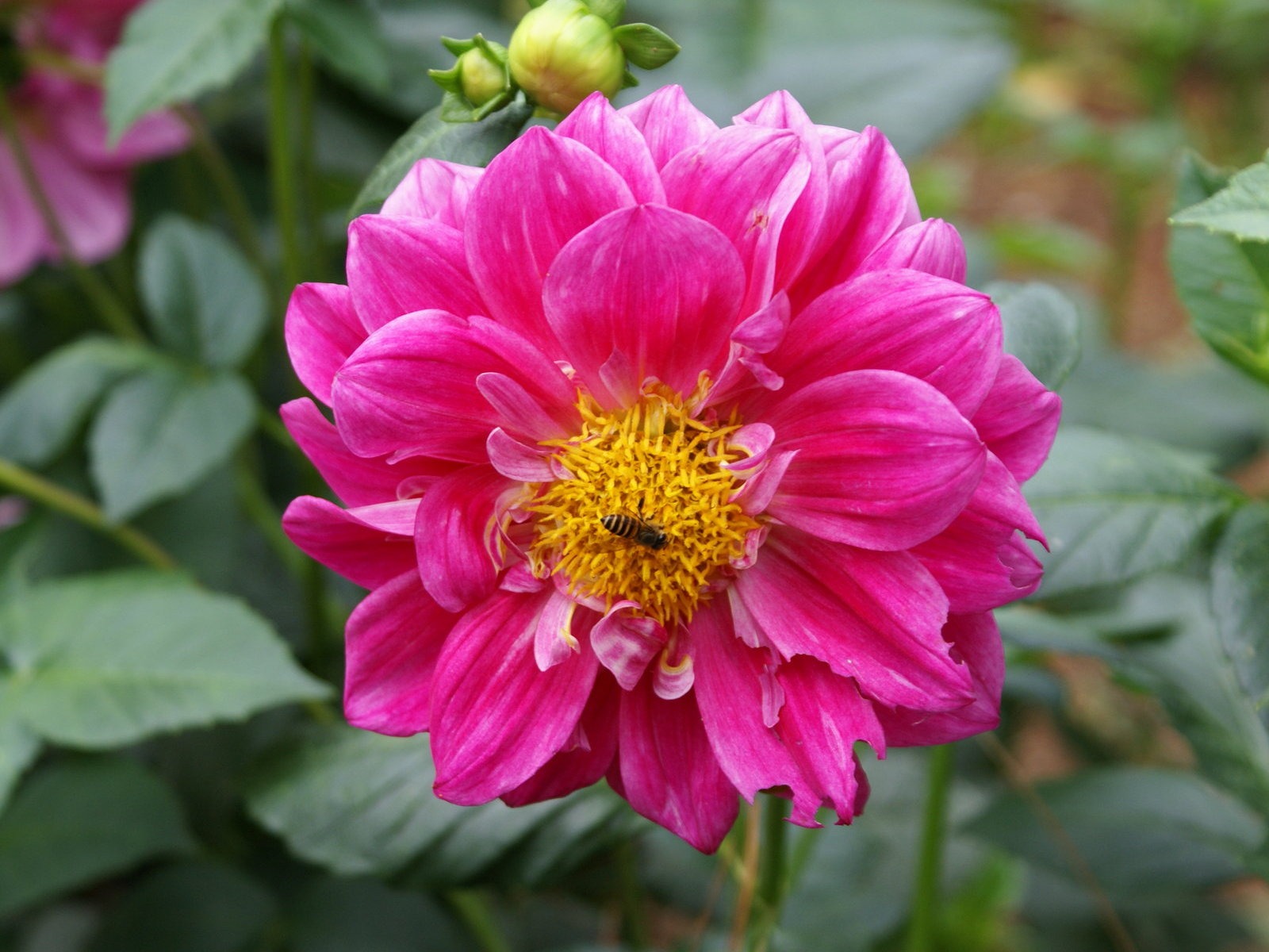 寬屏鮮花特寫 壁紙(26) #17 - 1600x1200