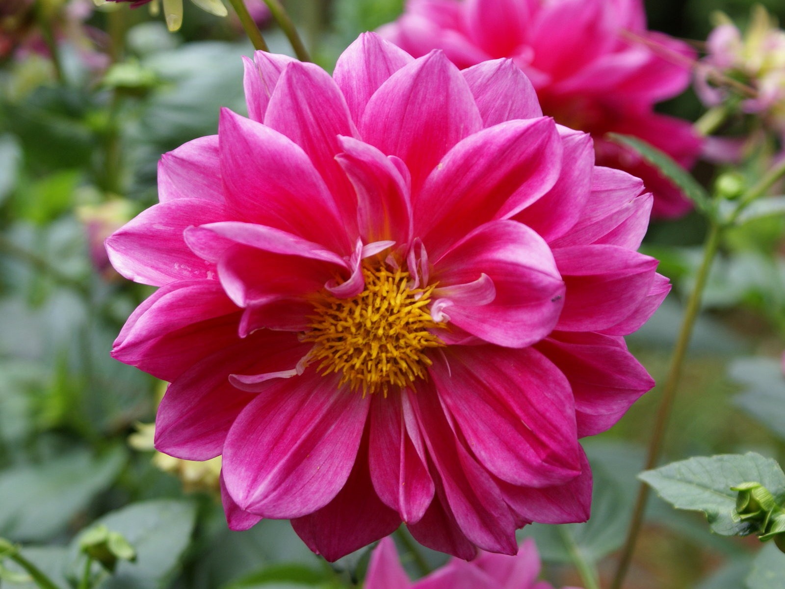 寬屏鮮花特寫 壁紙(26) #18 - 1600x1200