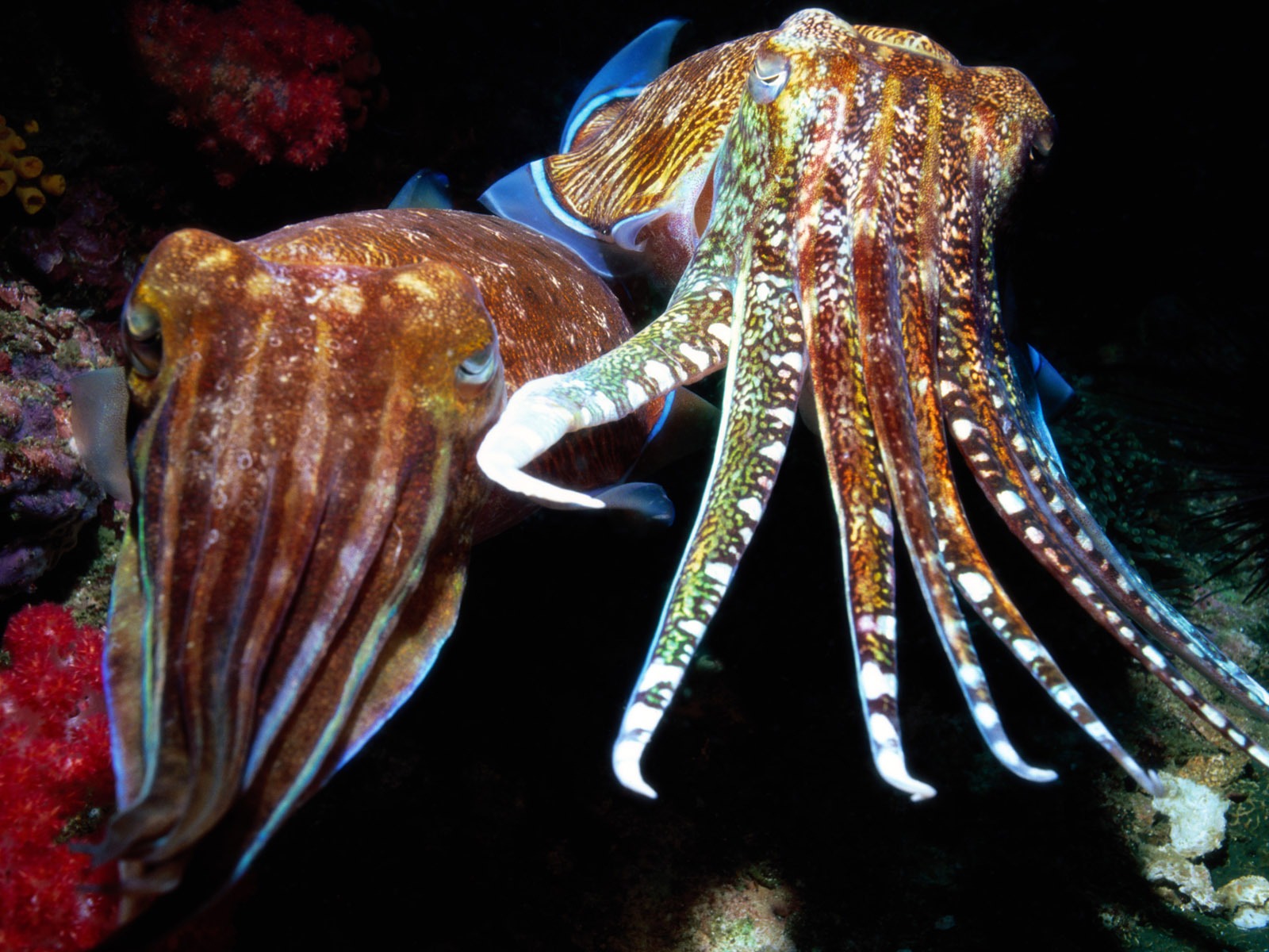 繽紛海底世界(五) #6 - 1600x1200