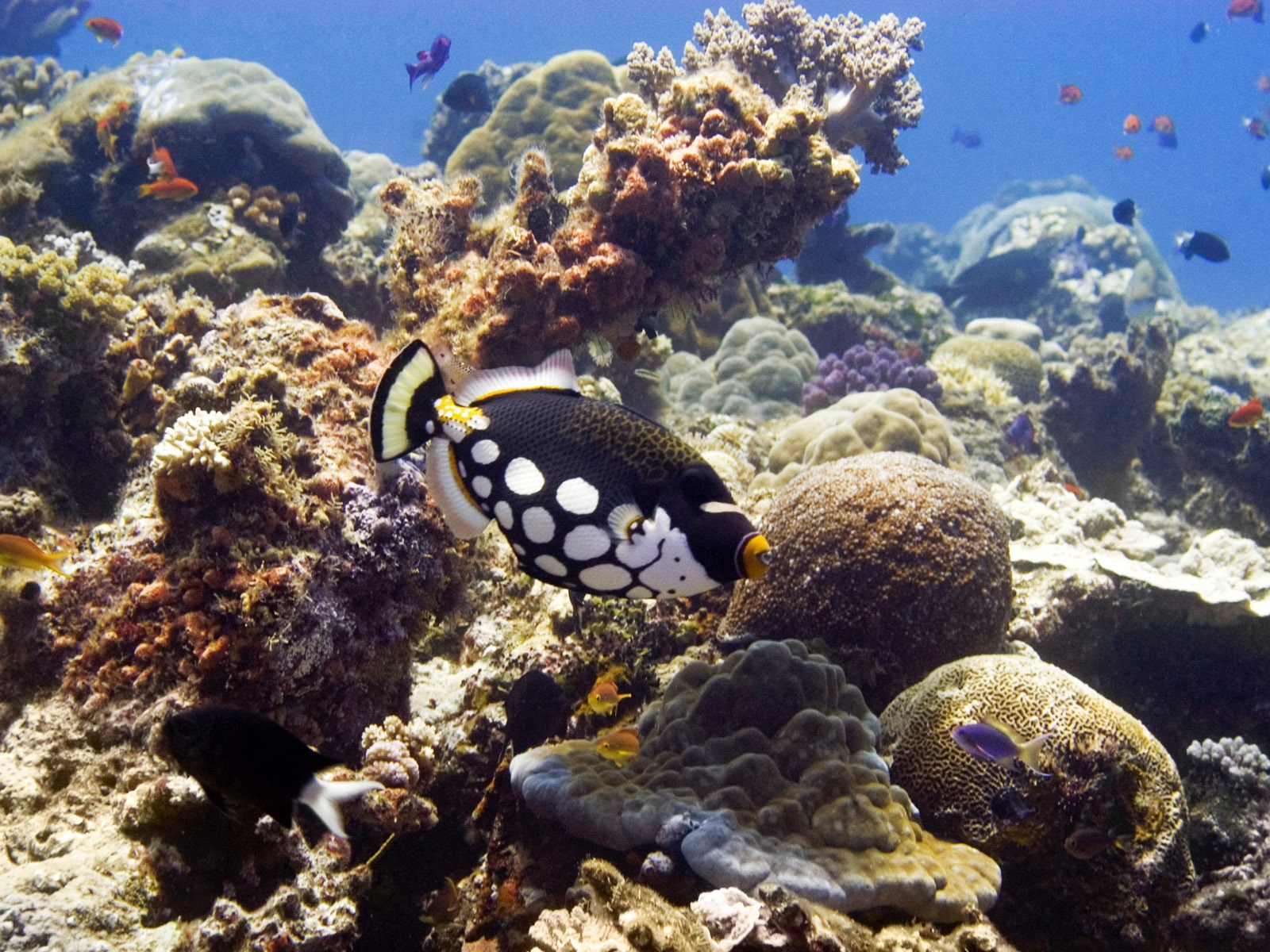 Zábava Underwater World (6) #7 - 1600x1200