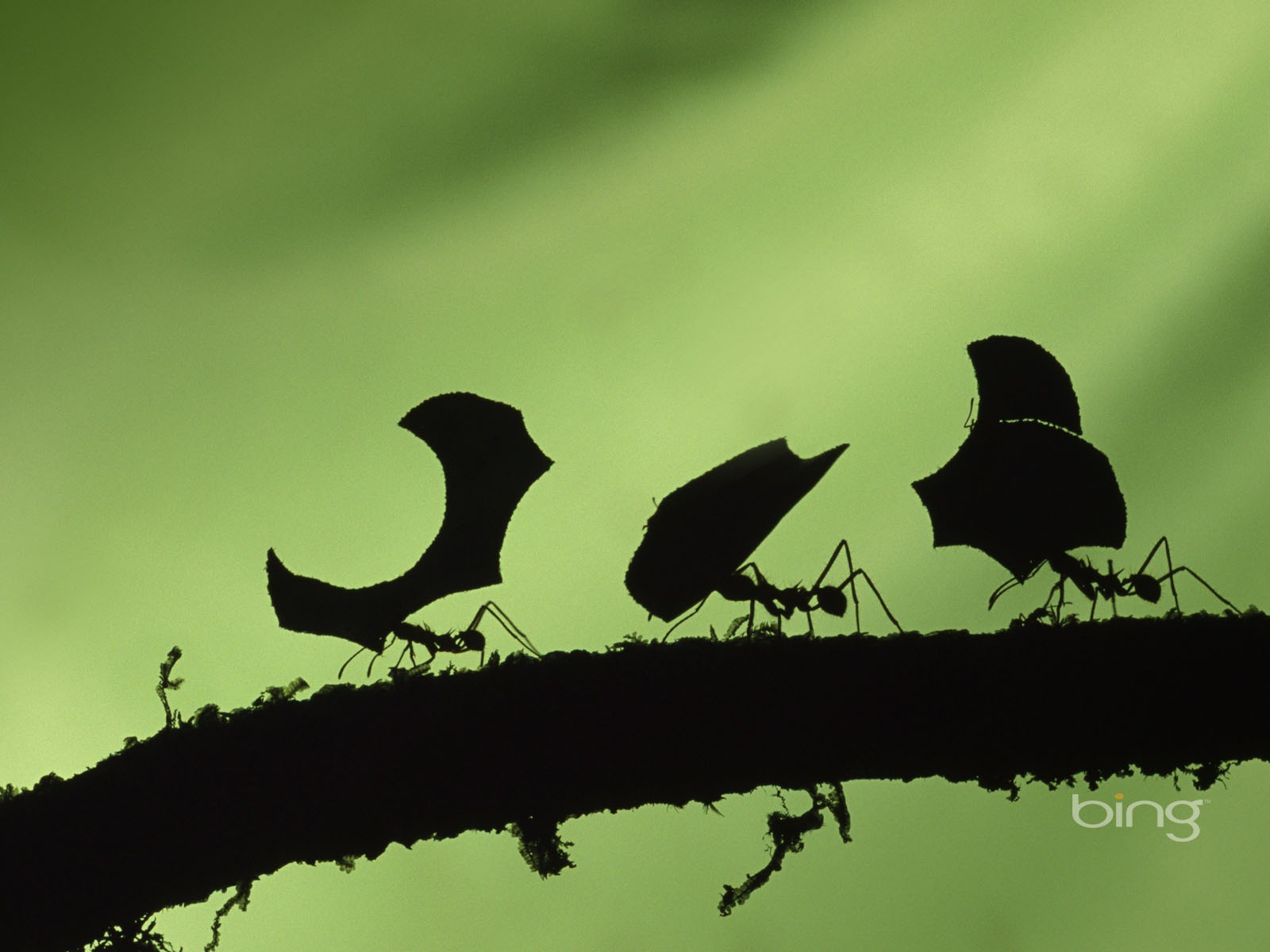 bing theme wallpaper (2) #19 - 1600x1200