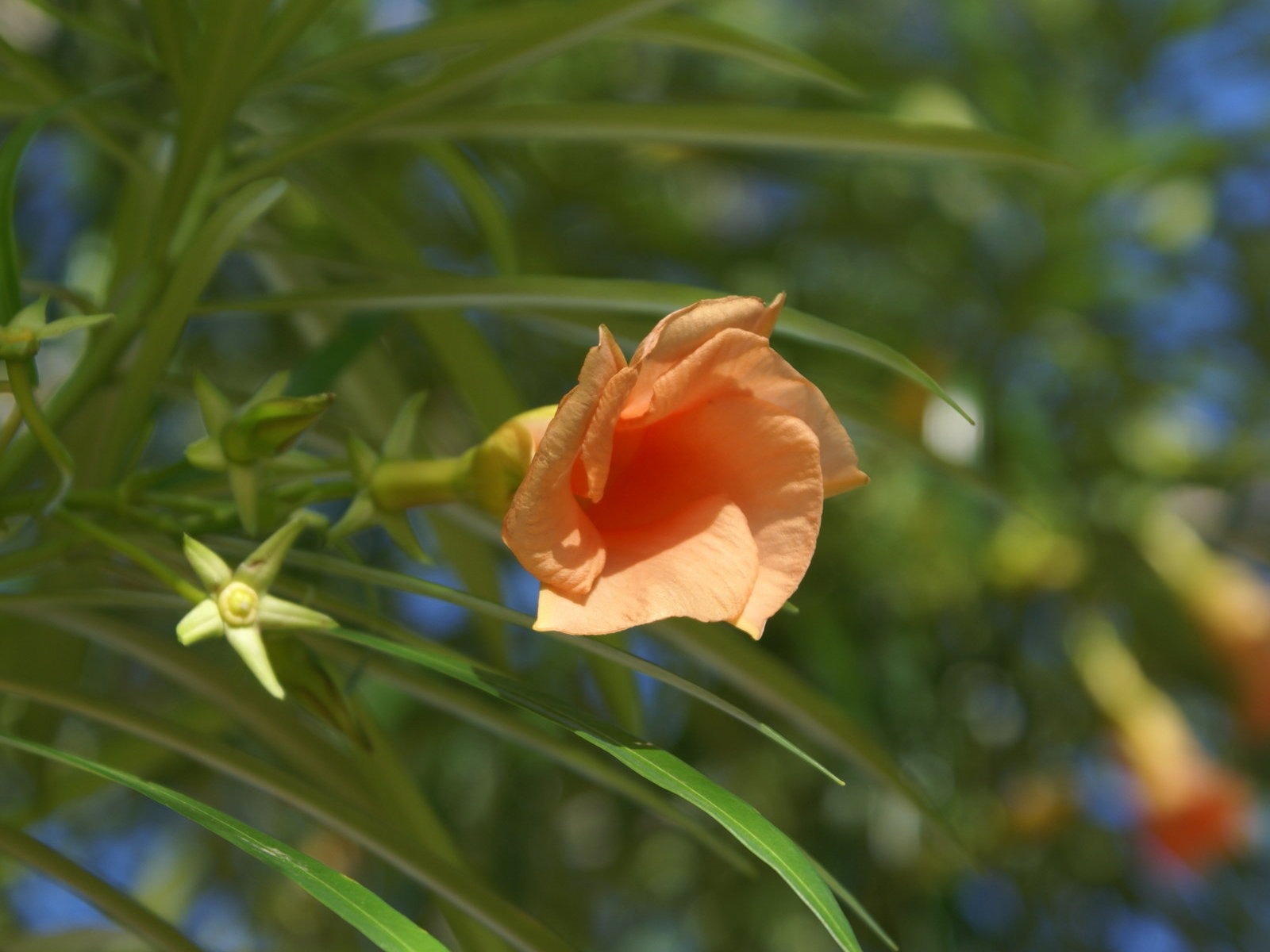 宽屏鲜花特写 壁纸(27)5 - 1600x1200