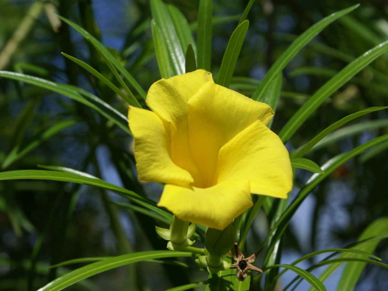 寬屏鮮花特寫 壁紙(27) #6 - 1600x1200