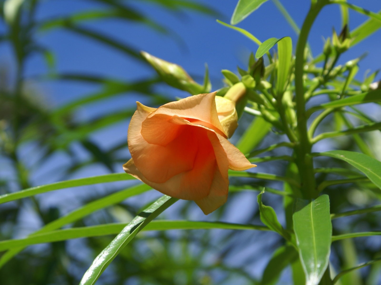 寬屏鮮花特寫 壁紙(27) #7 - 1600x1200