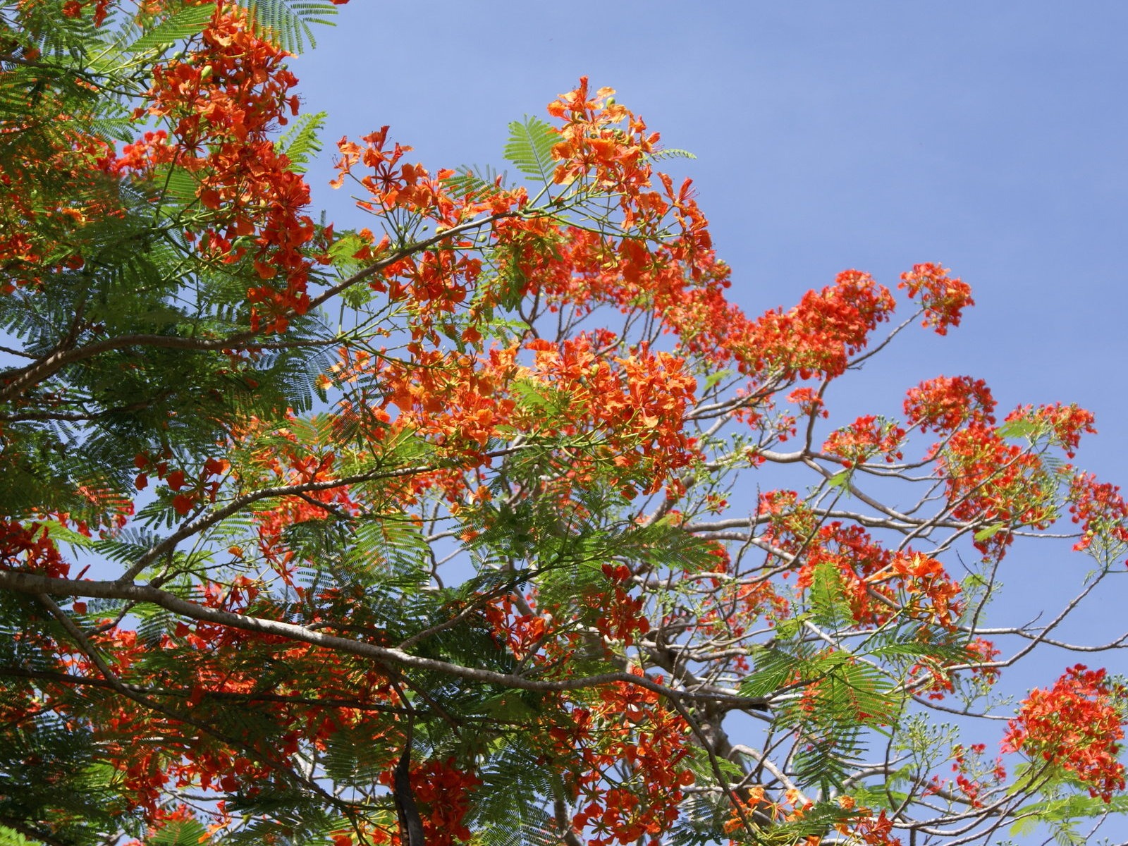 宽屏鲜花特写 壁纸(27)20 - 1600x1200